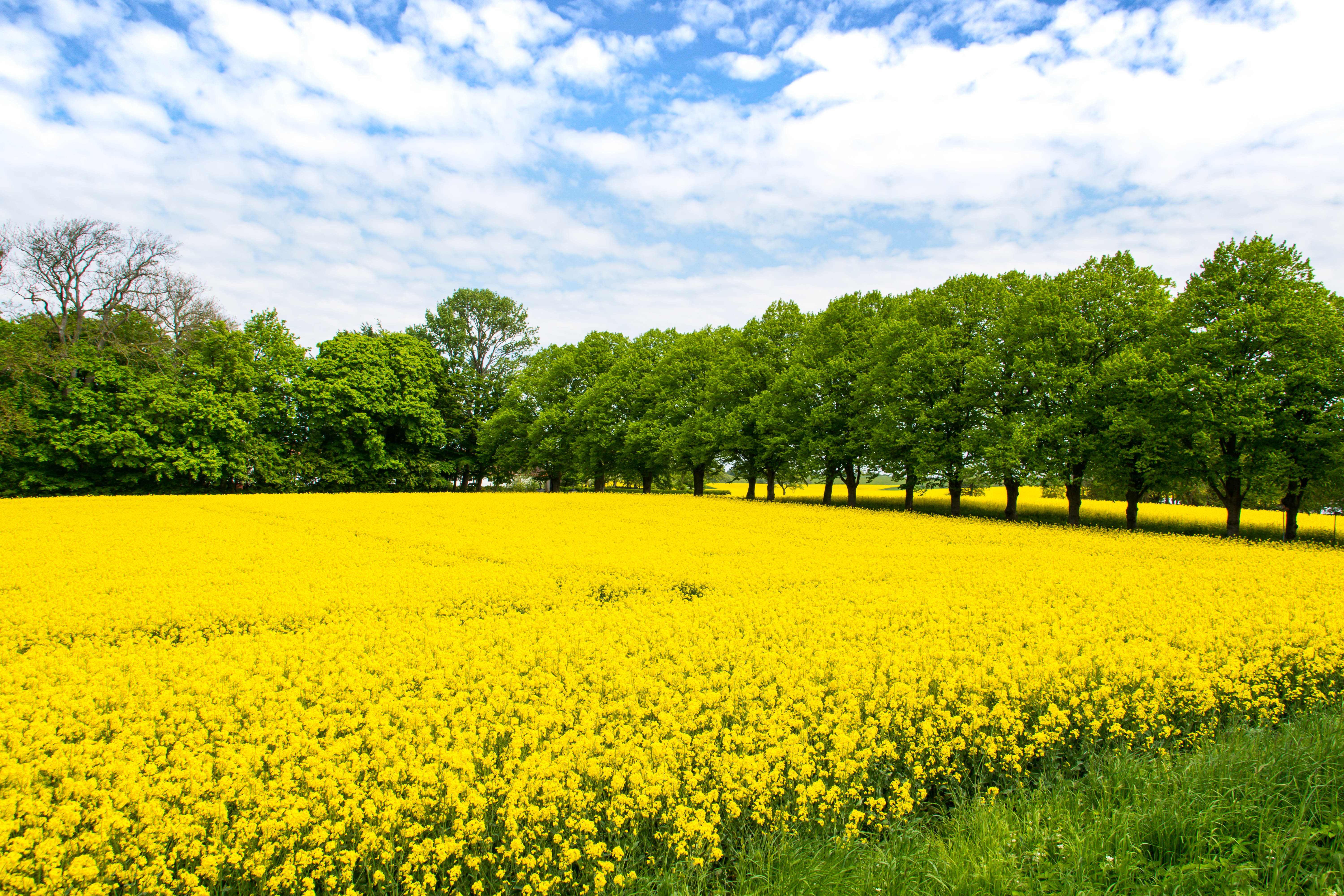 Field Flowers Yellow Trees Nature Landscape