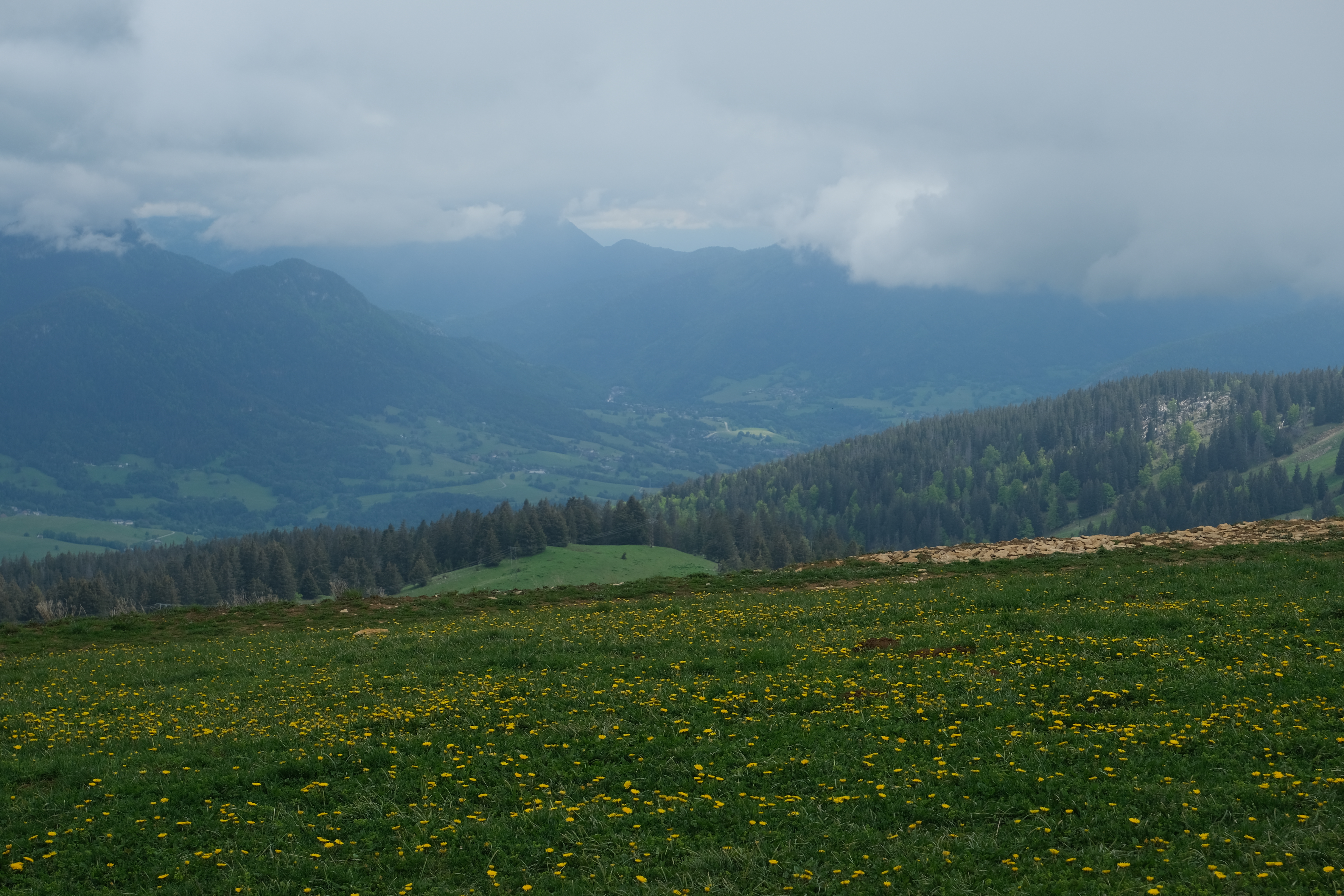 Field Hills Forest Trees Nature Landscape