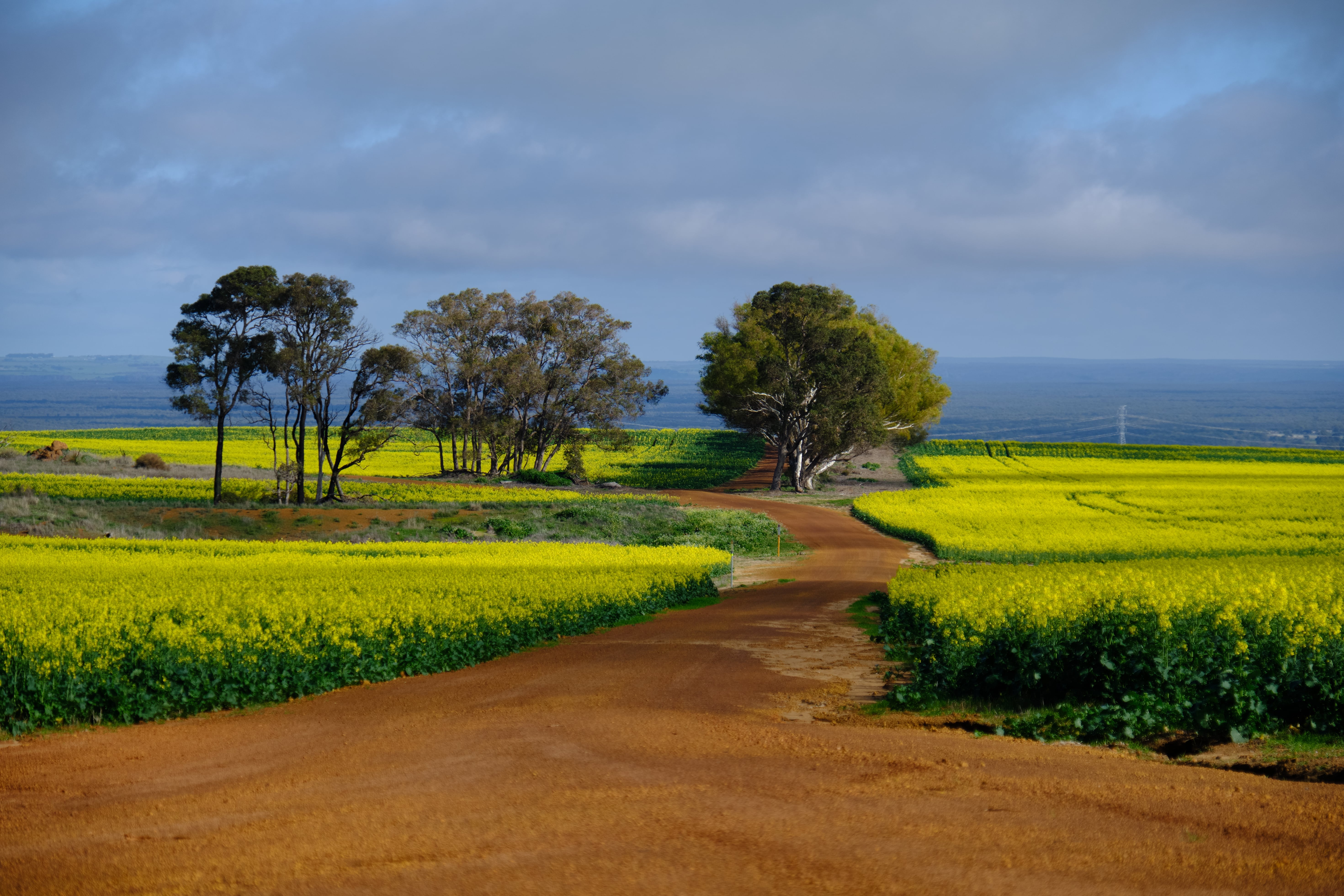 Field Path Trees Nature Landscape