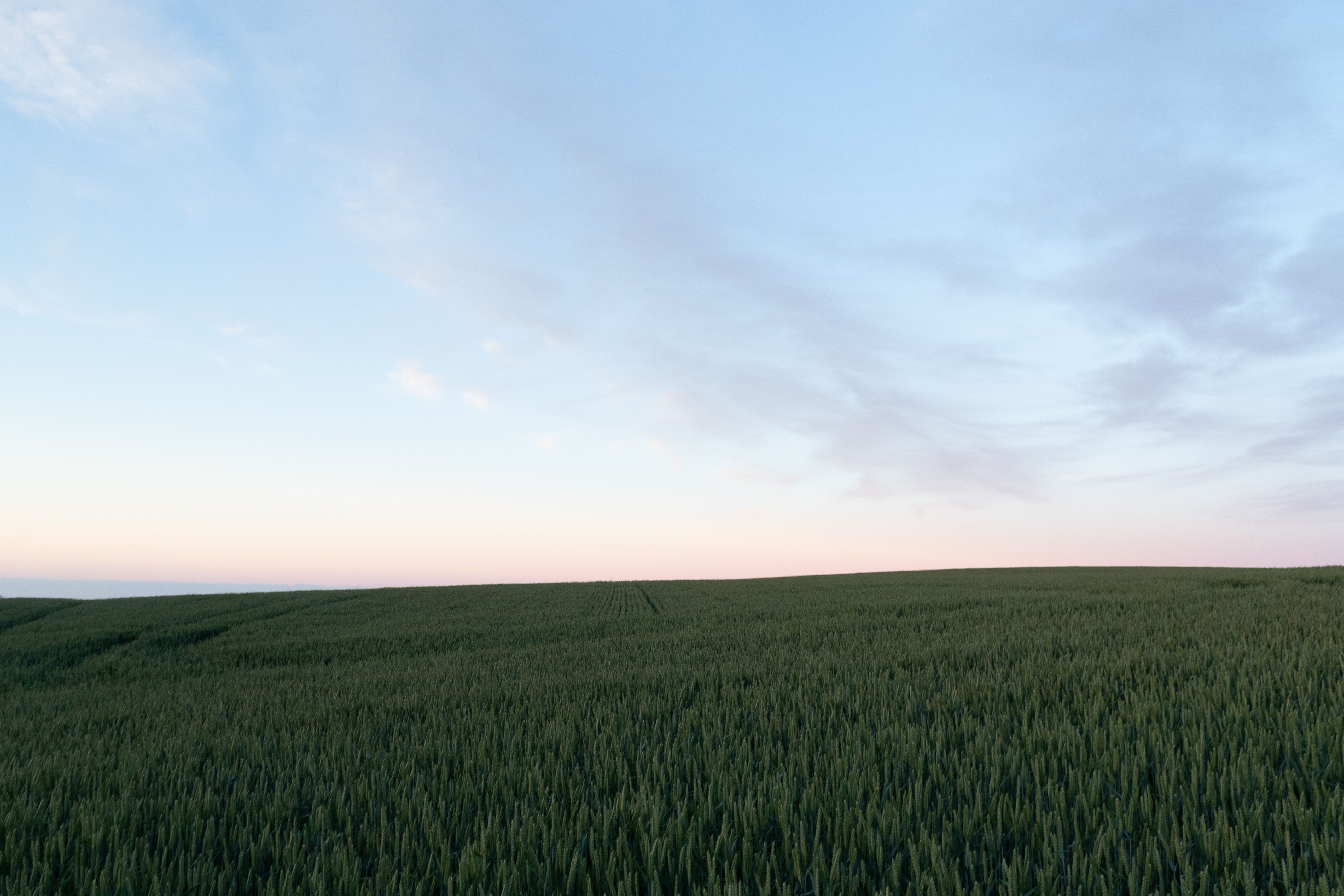 Field Plants Twilight Landscape Minimalism