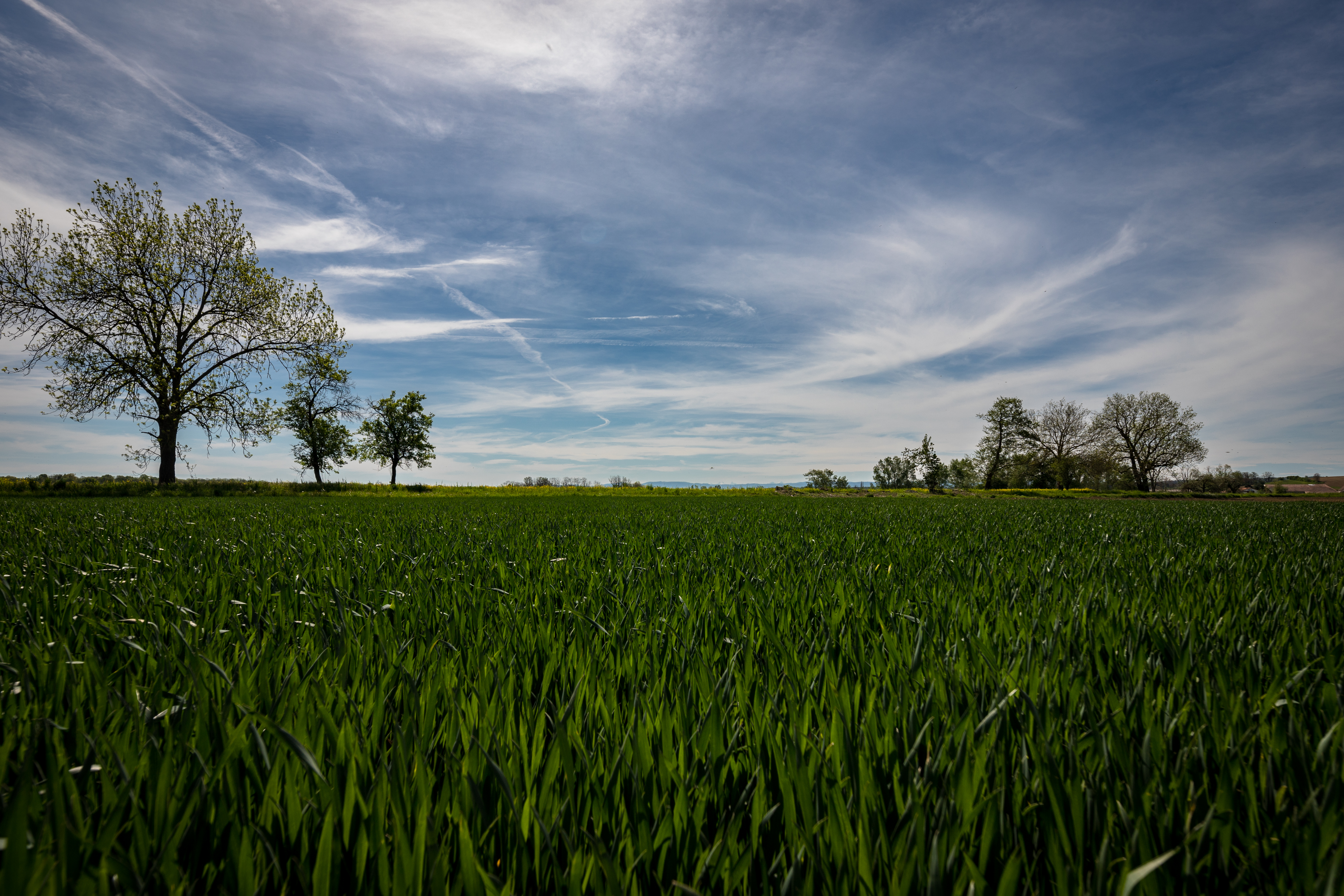 Field Trees Grass Sky Nature Landscape