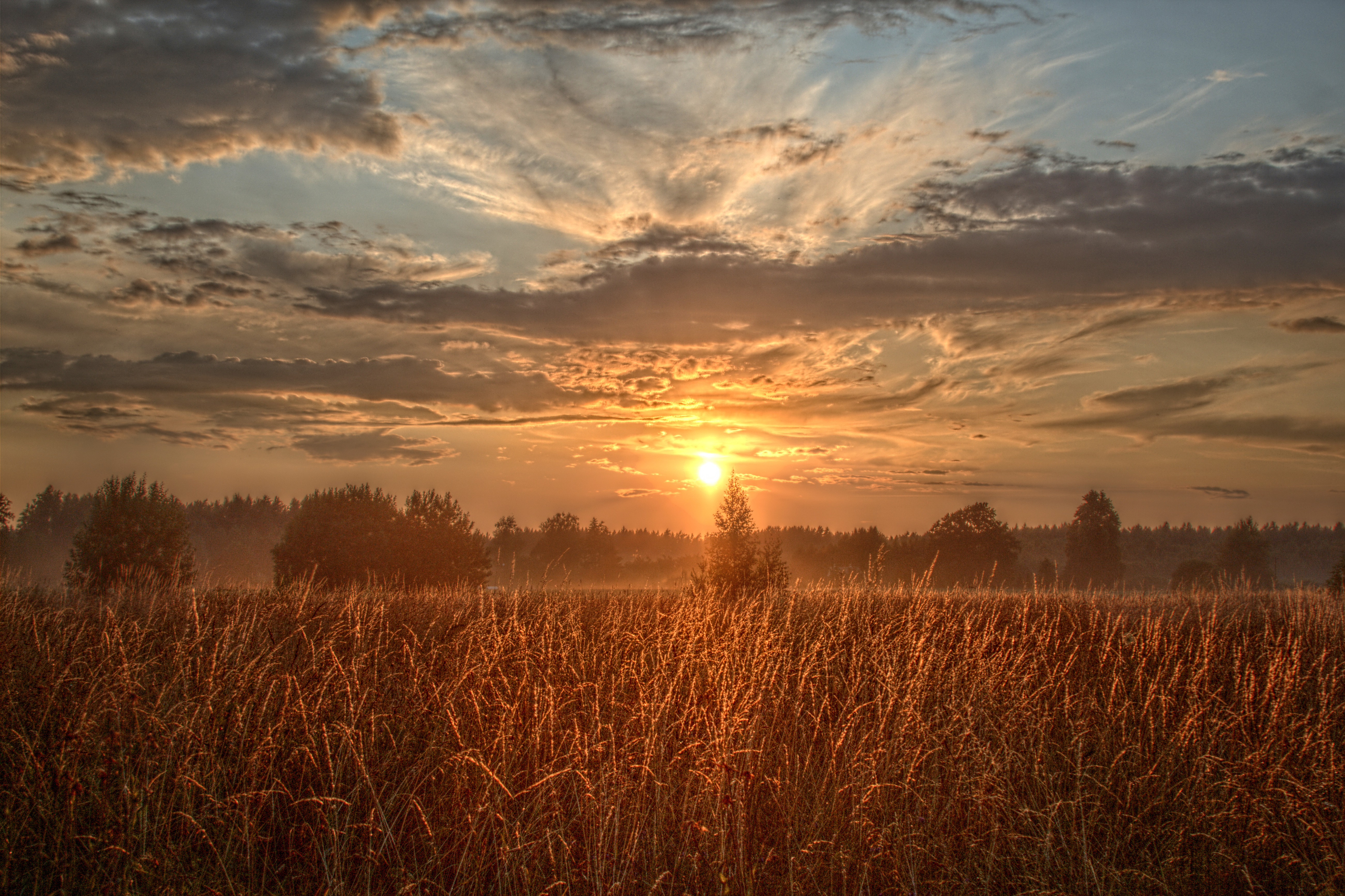 Field Trees Sun Rays Sunset