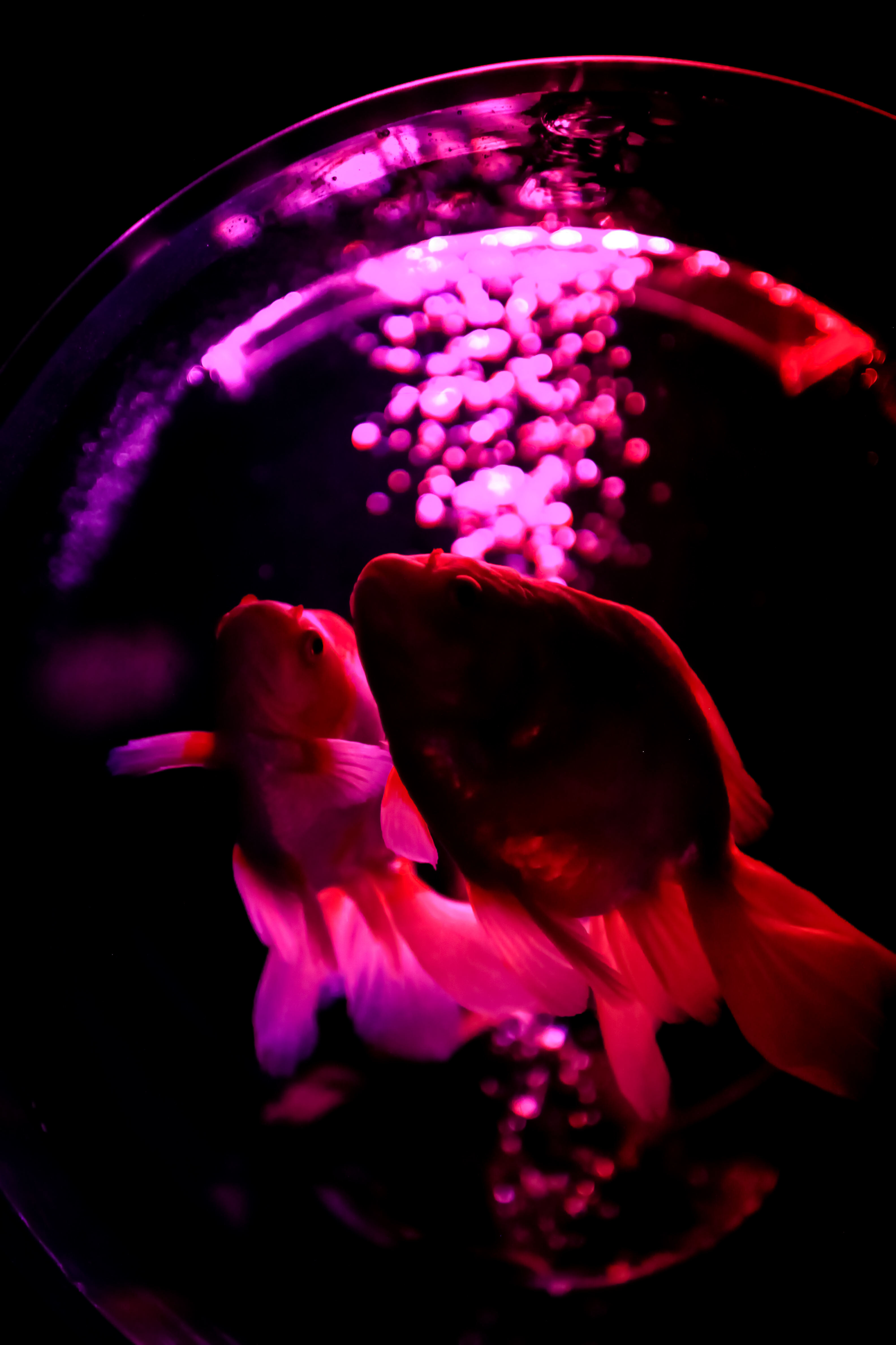 Fish Pets Backlight Purple Dark