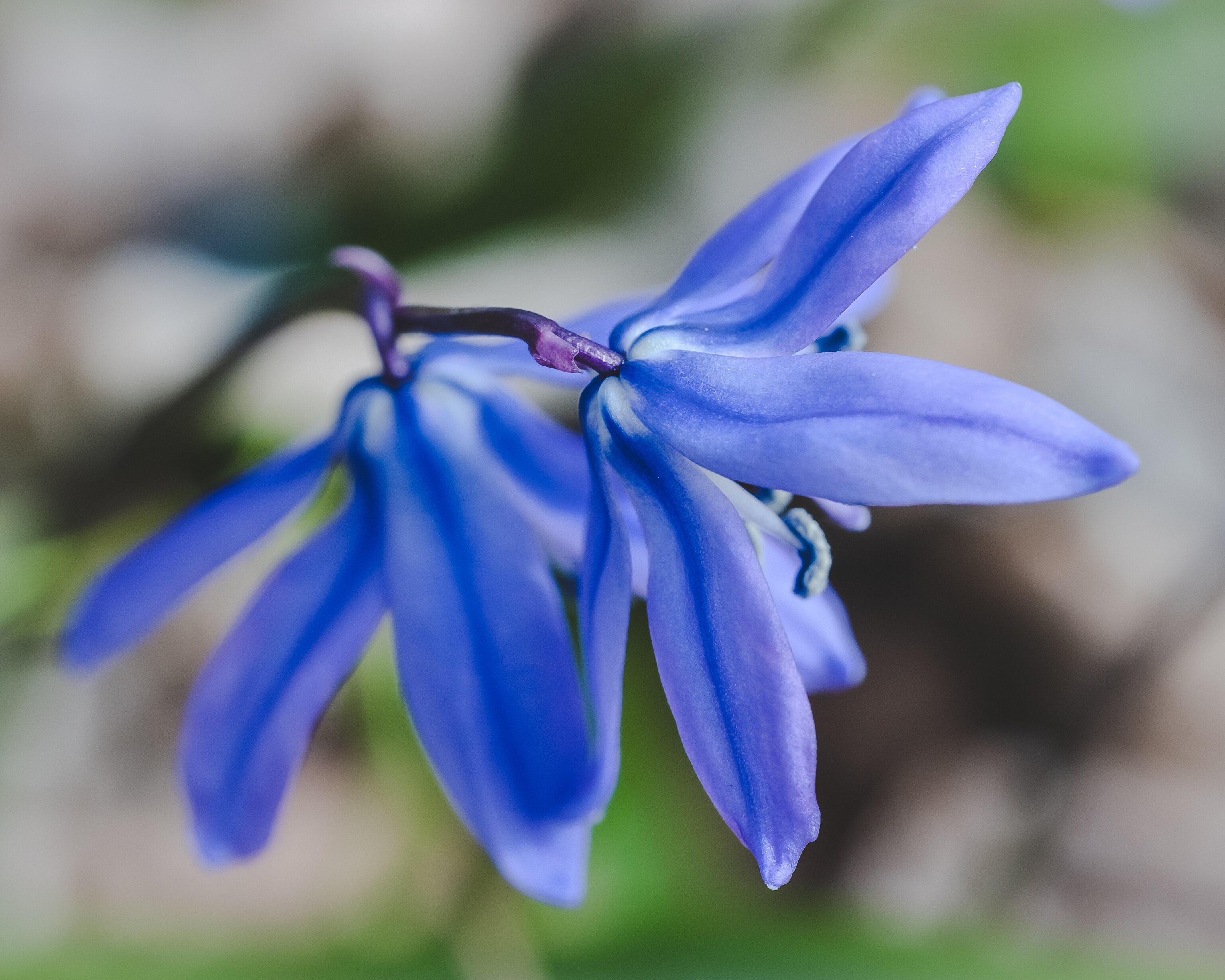 Flower Blue Macro Plant