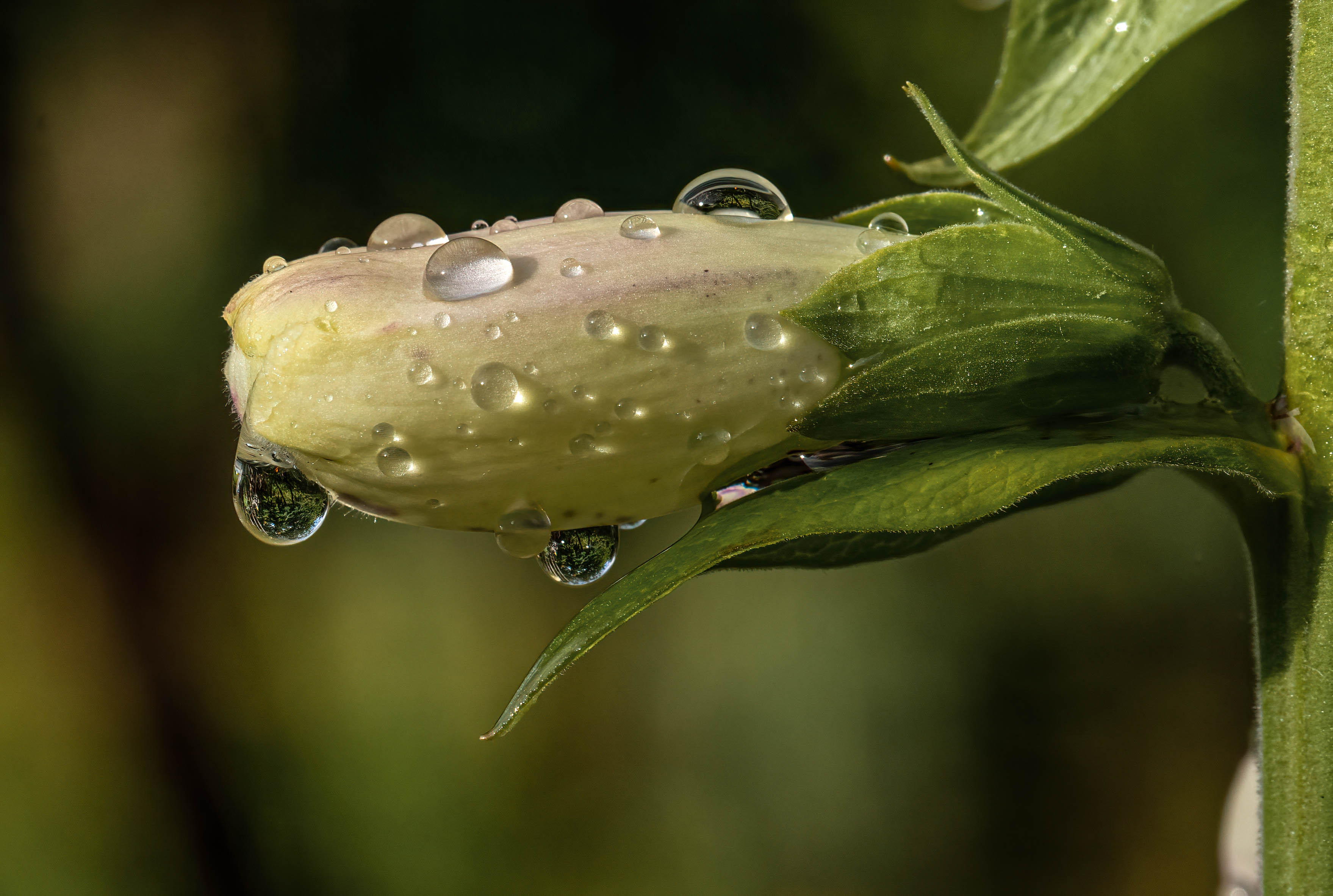 Flower Bud Drops Wet Macro