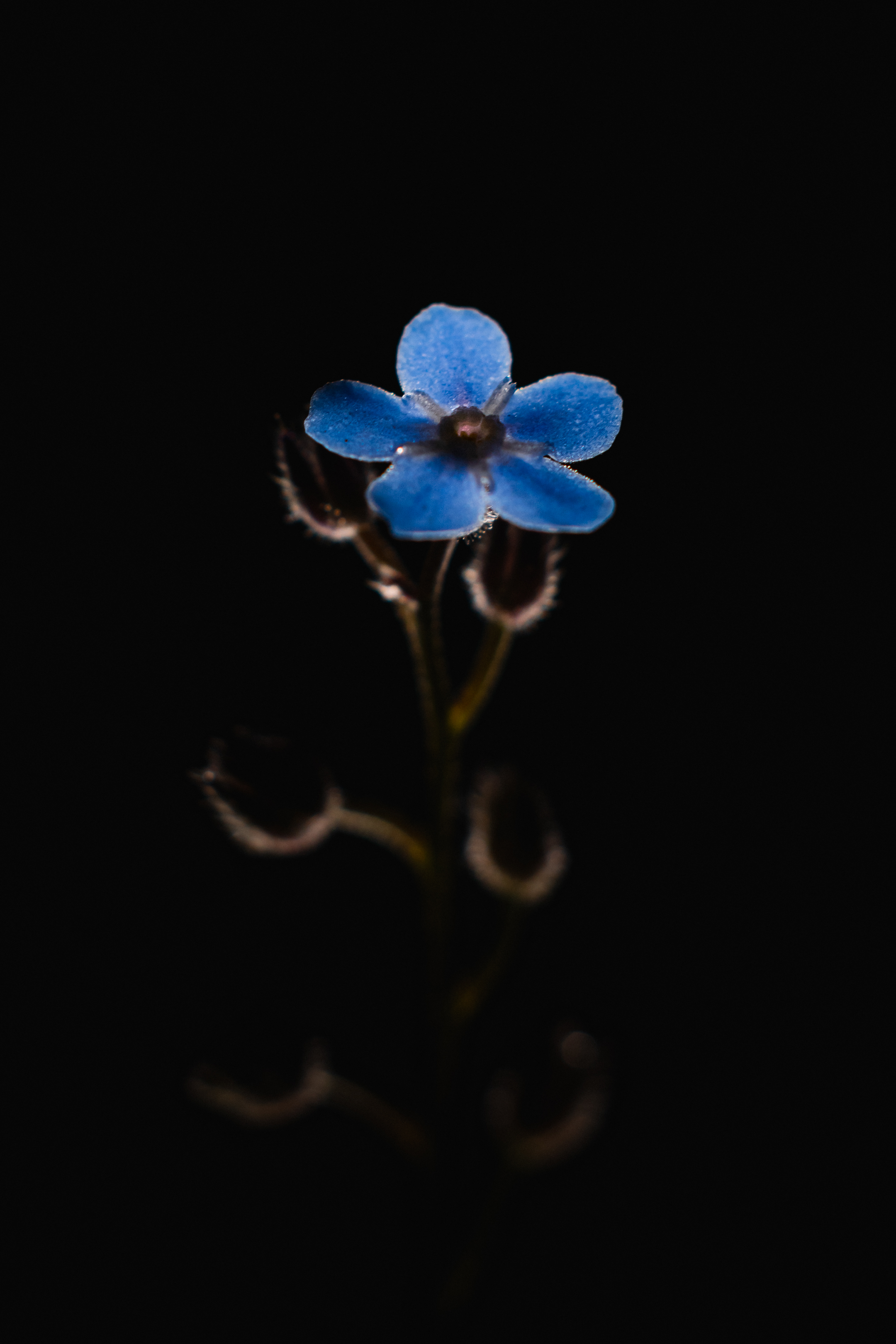 Flower Petals Blue Macro