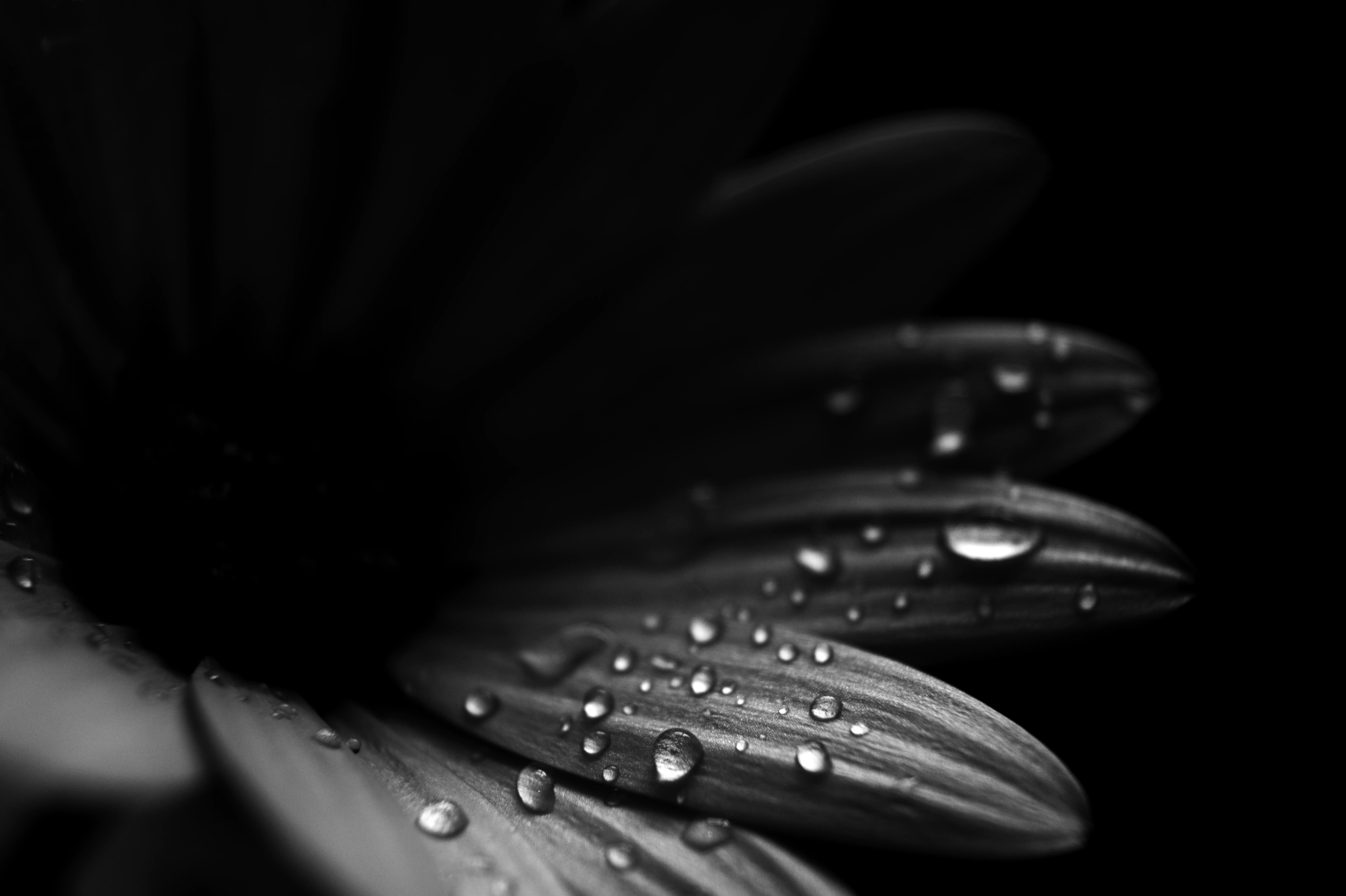 Flower Petals Drops Macro Black-and-white