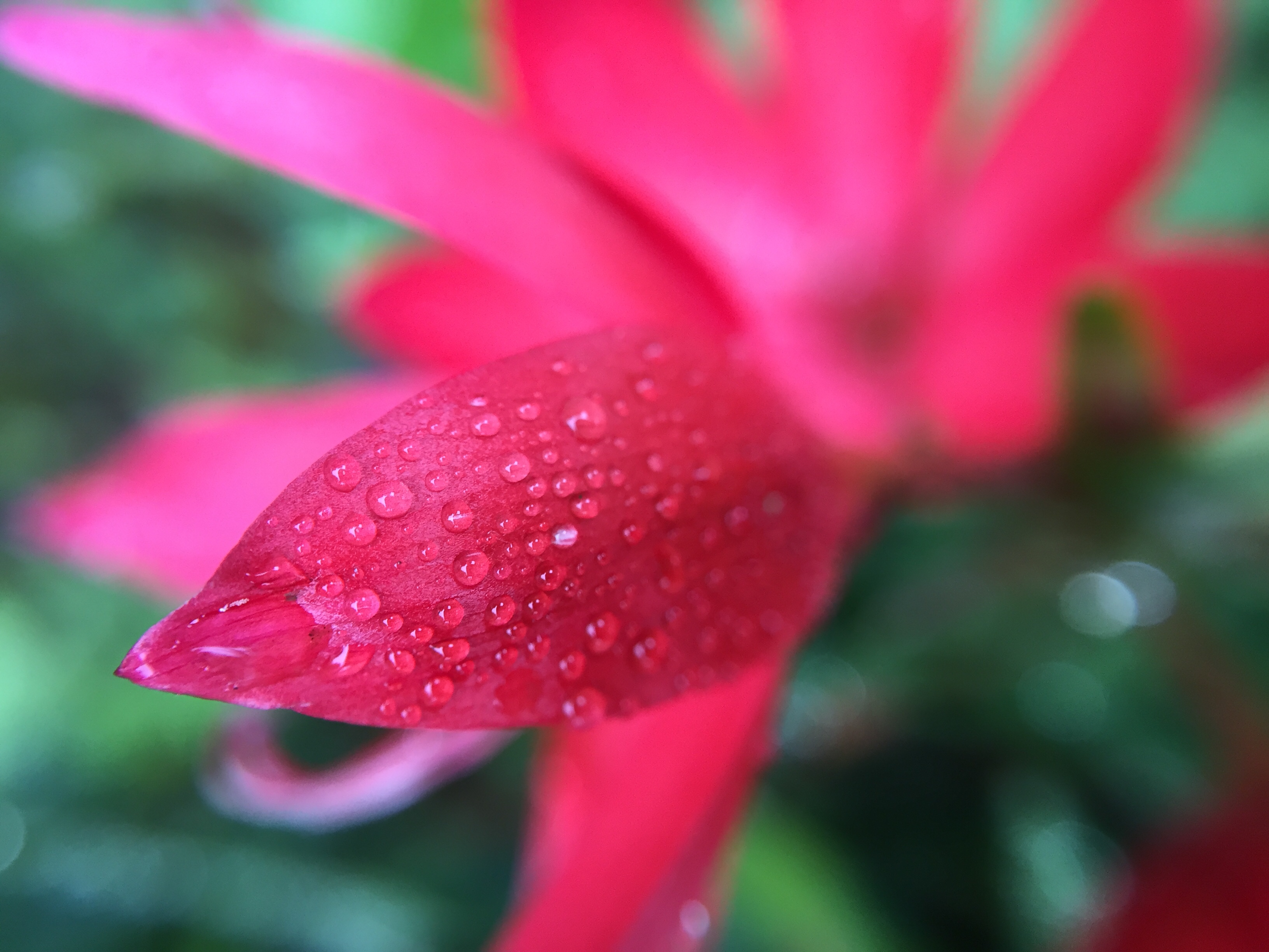 Flower Petals Drops Macro Pink