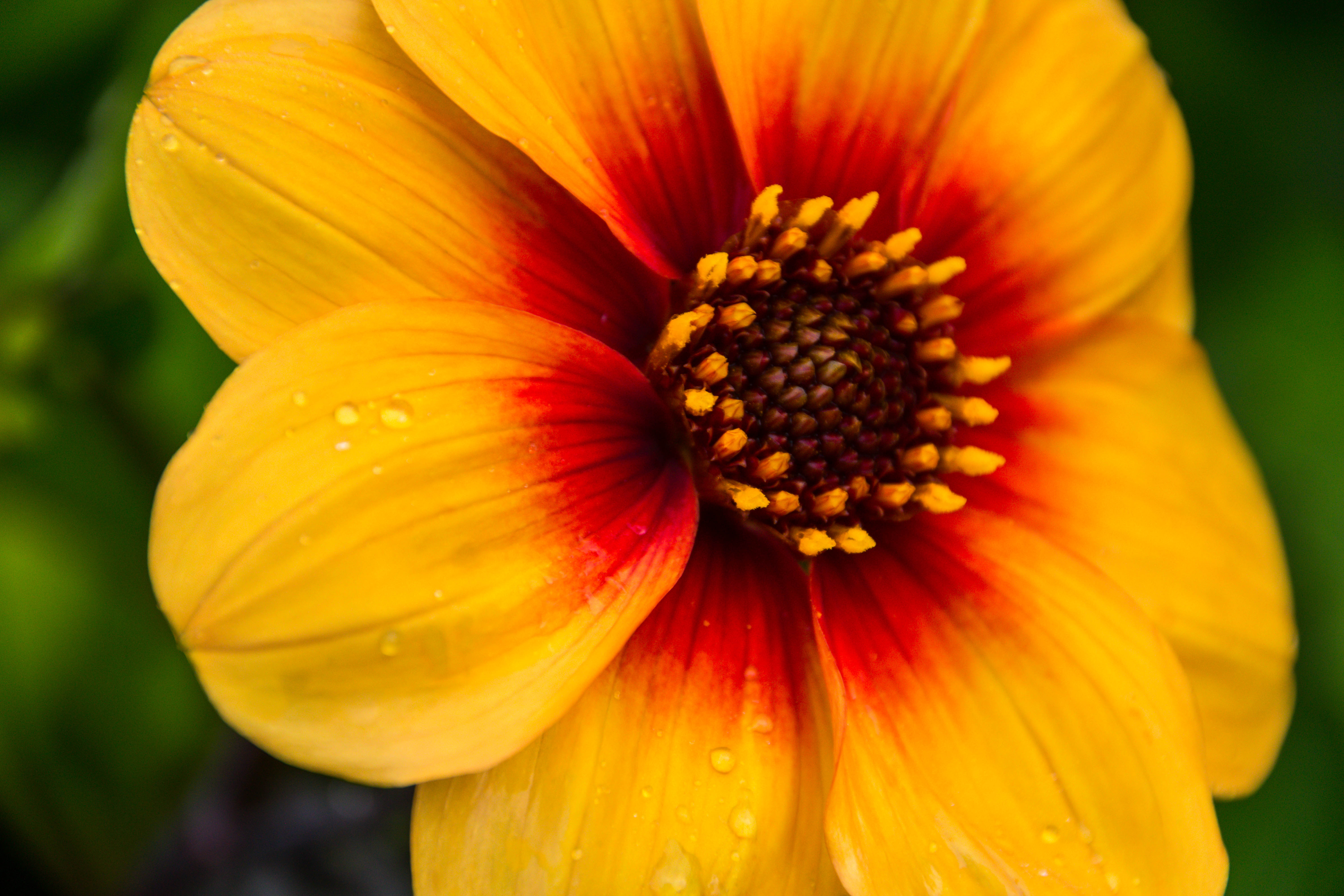 Flower Petals Drops Wet Macro Yellow