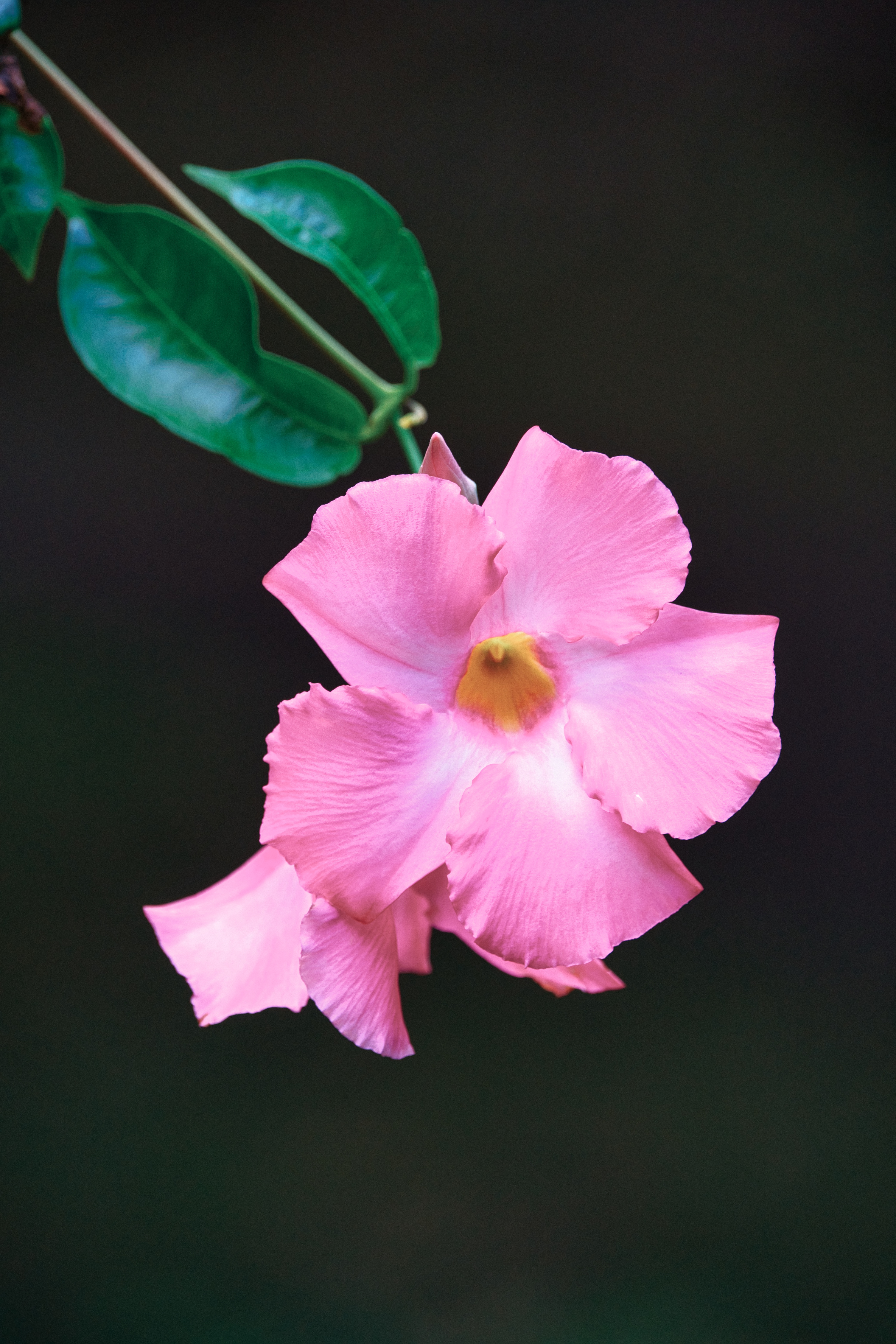 Flower Petals Leaves Branch Pink Macro