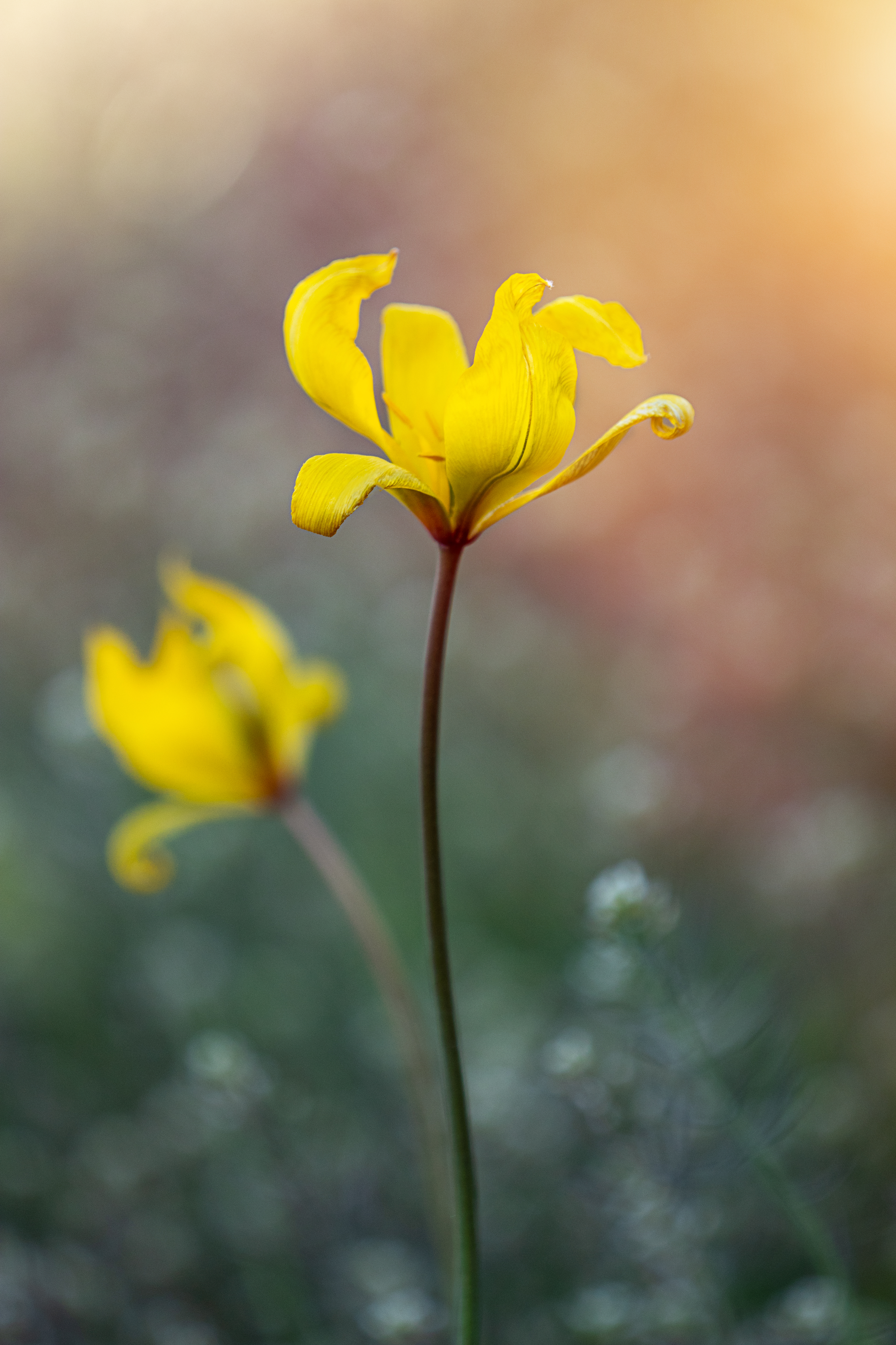 Flower Petals Macro Blur