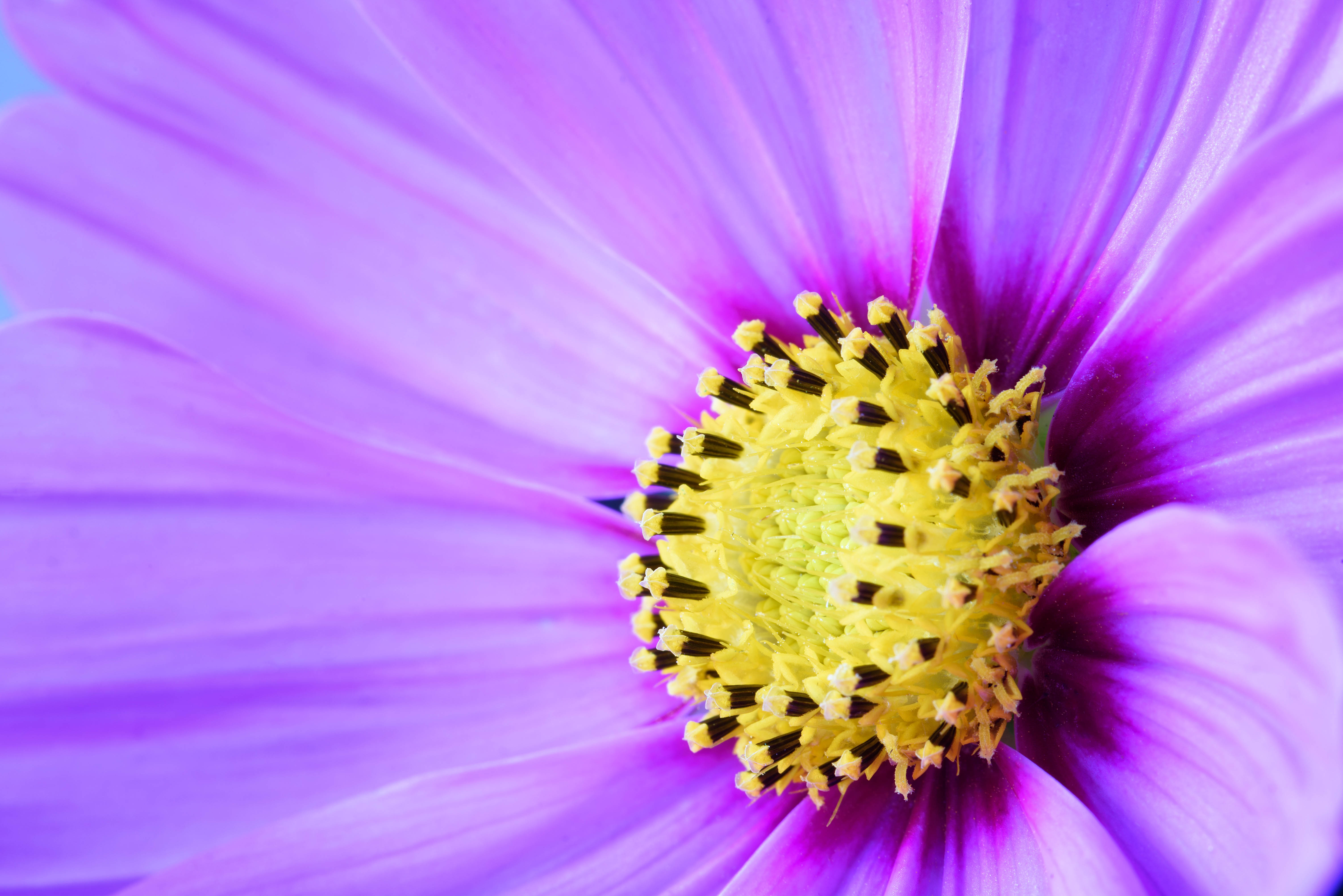 Flower Petals Macro Purple Yellow