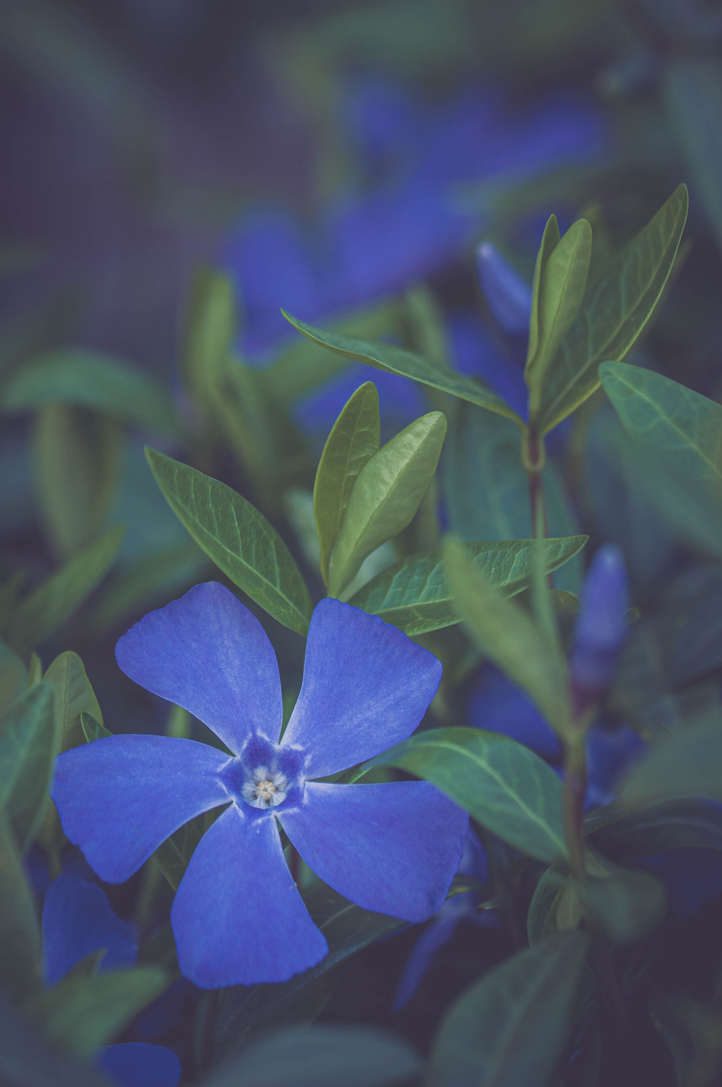 Flower Petals Plant Macro Blue