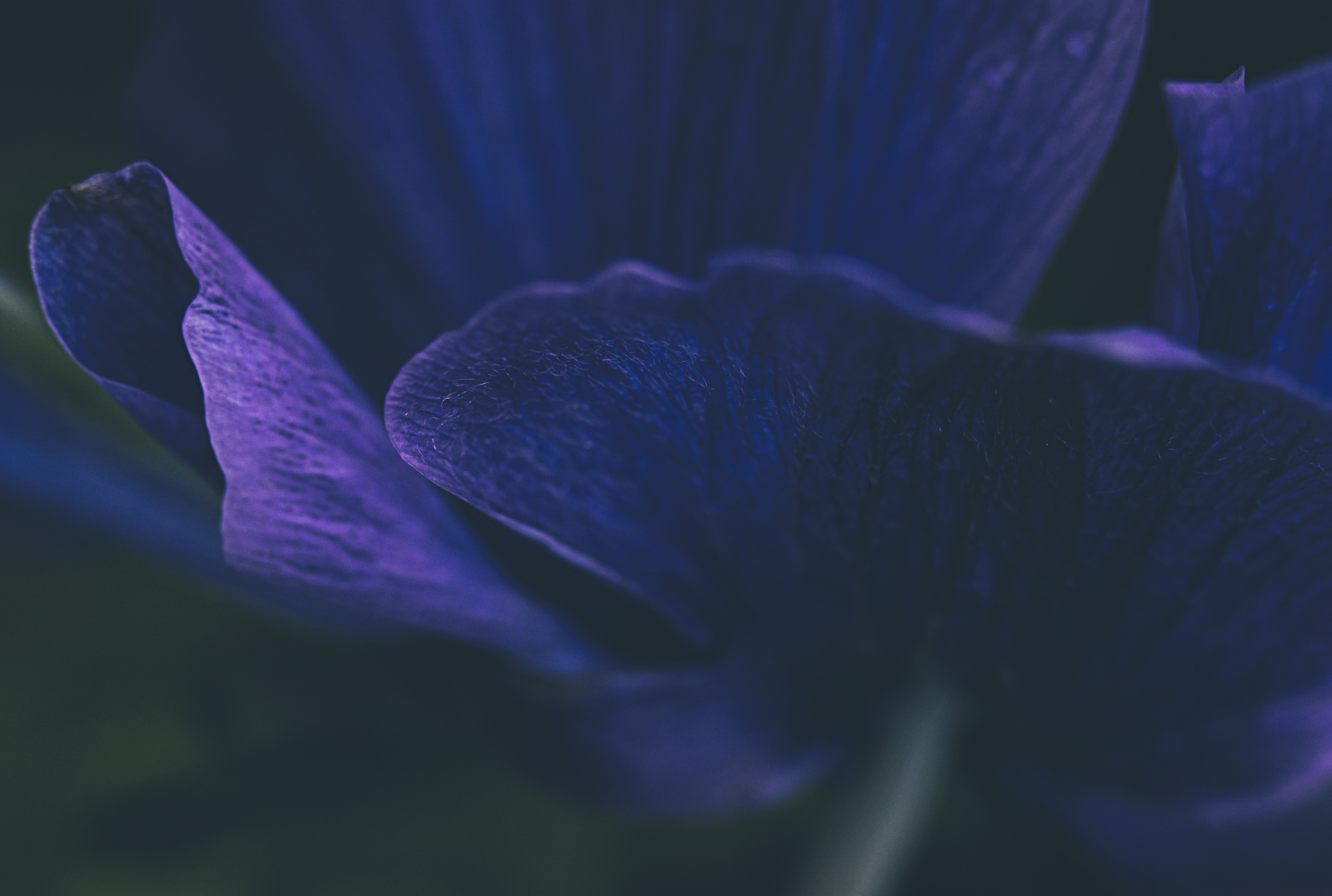 Flower Petals Purple Macro