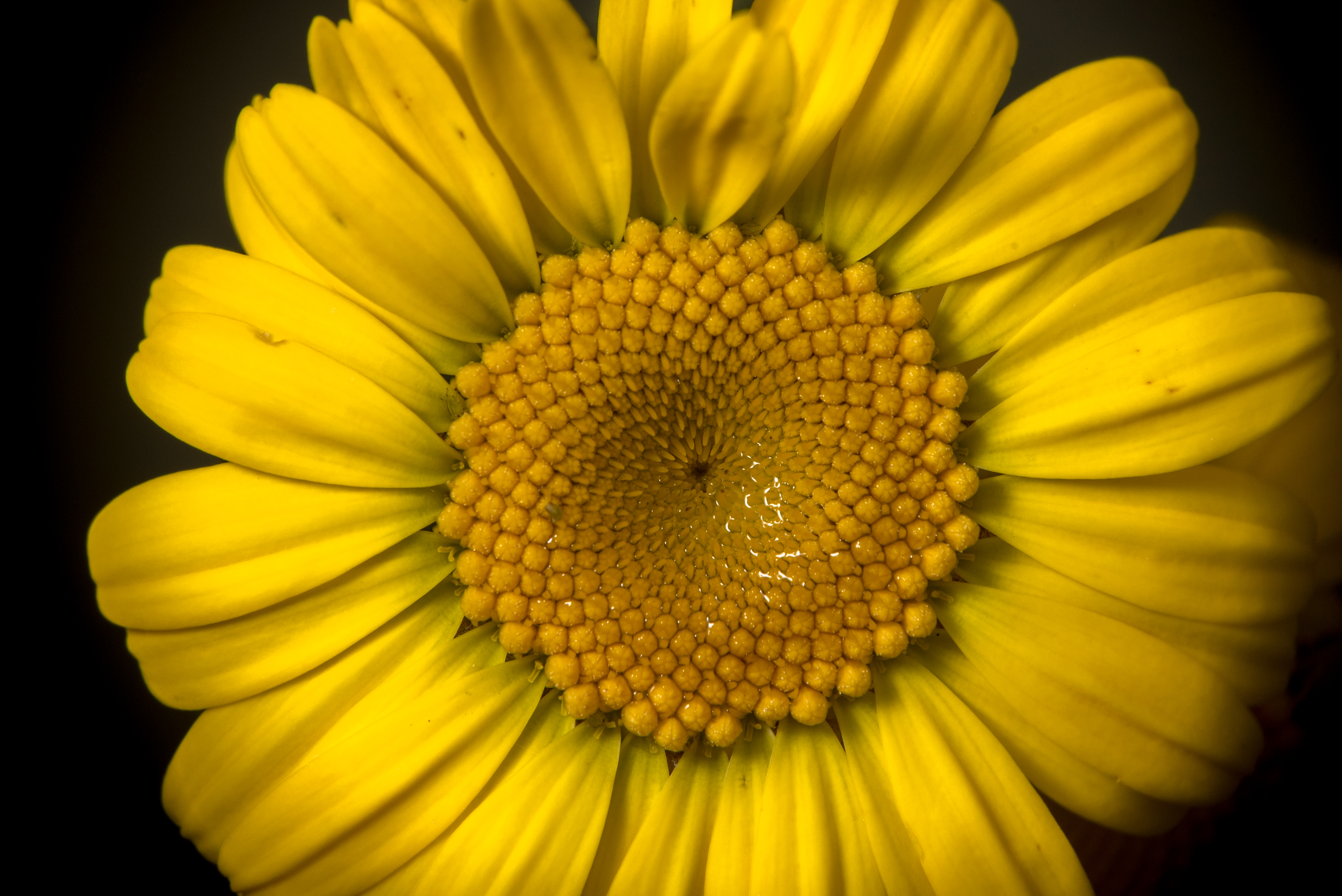 Flower Petals Yellow Bright Macro