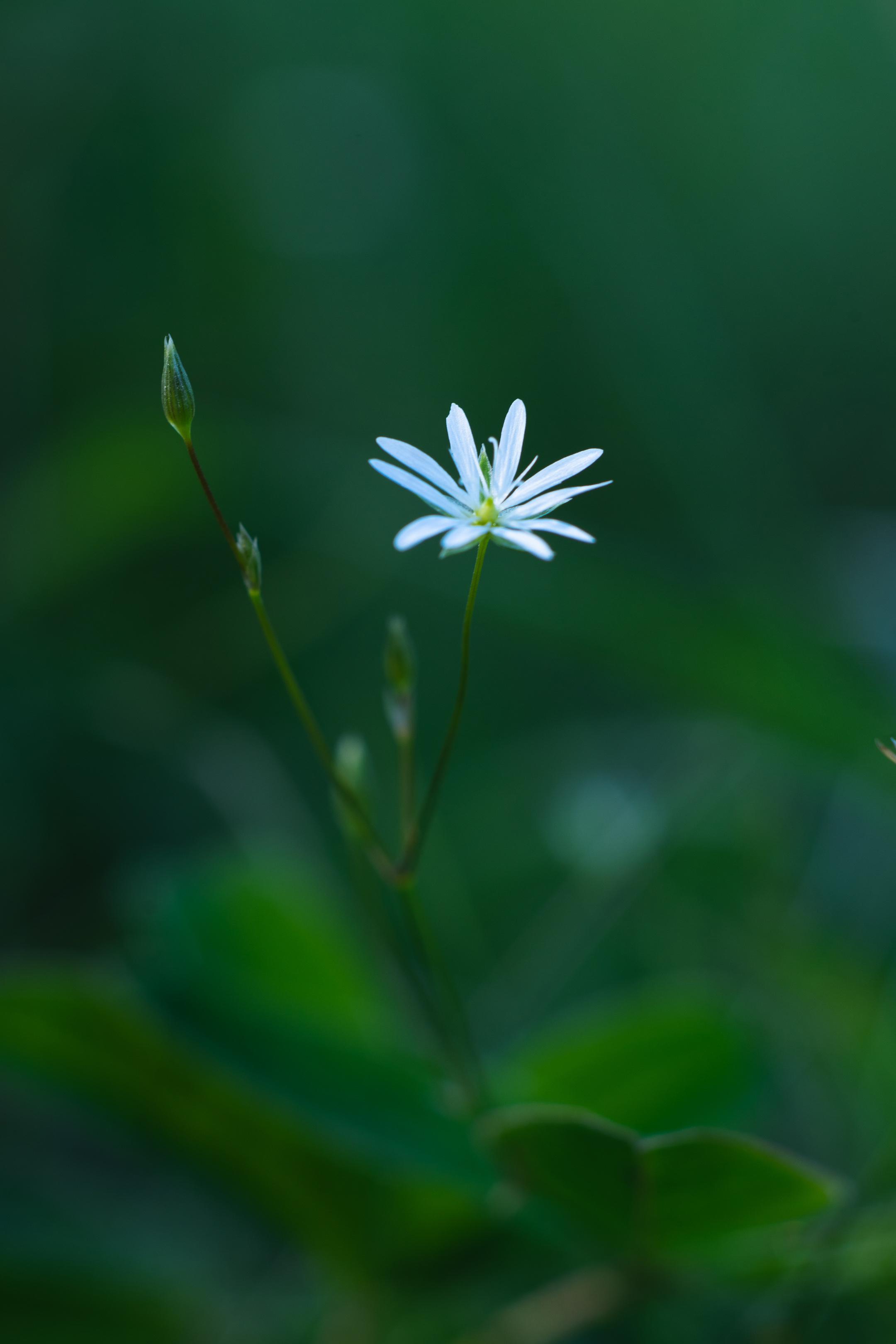 Flower Plant Blur Macro
