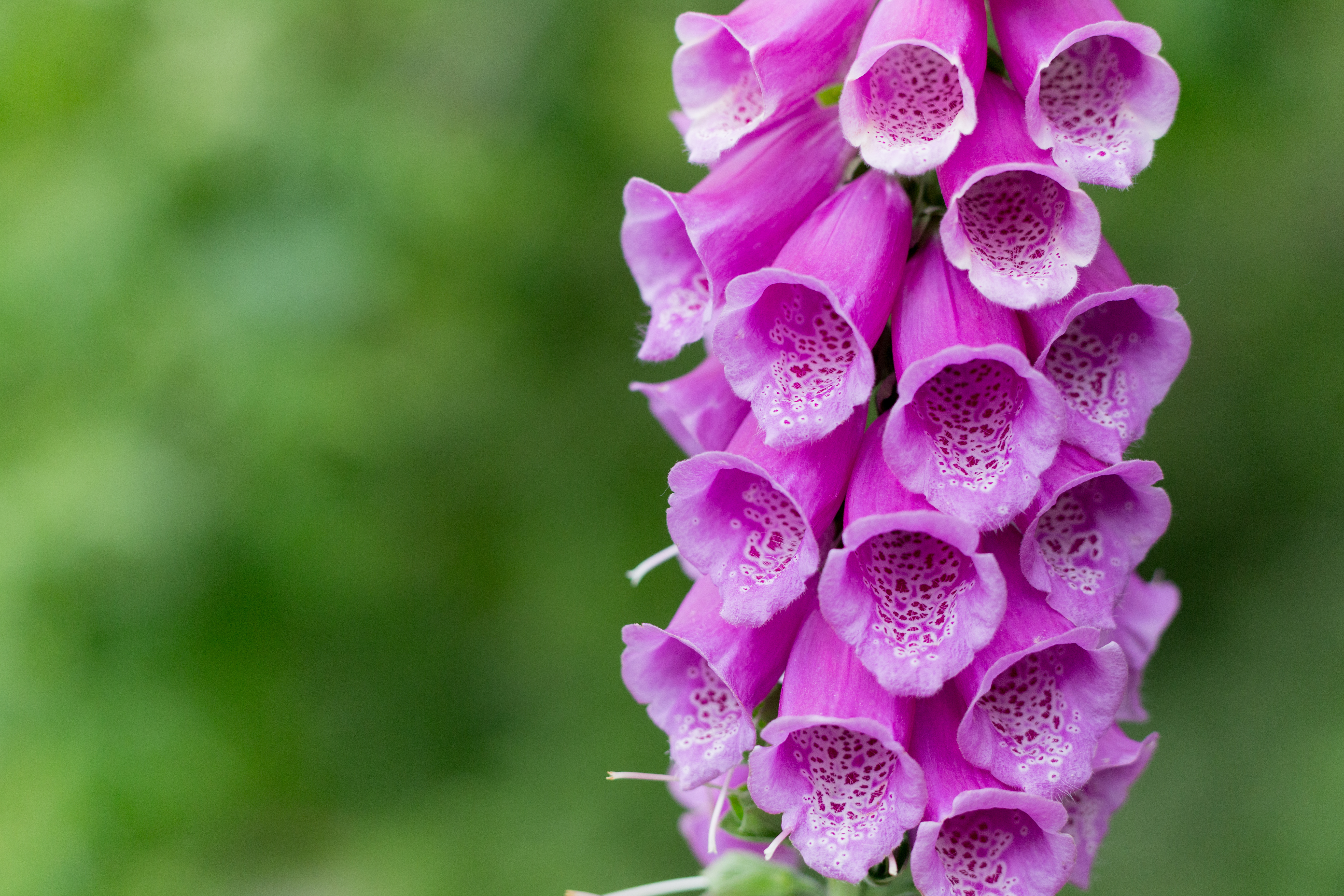 Flower Plant Macro Purple