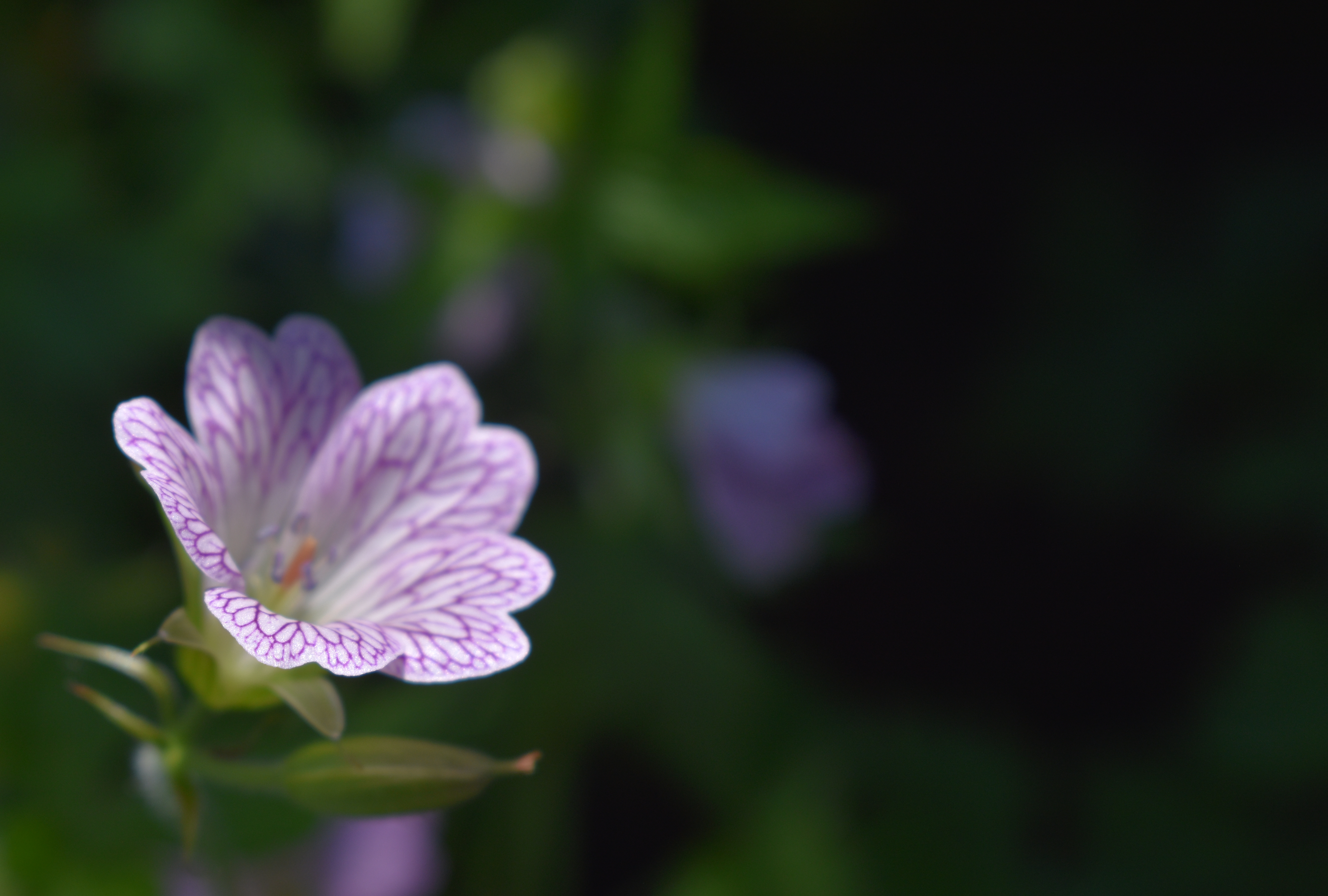 Flower Plant Petals Blur Macro