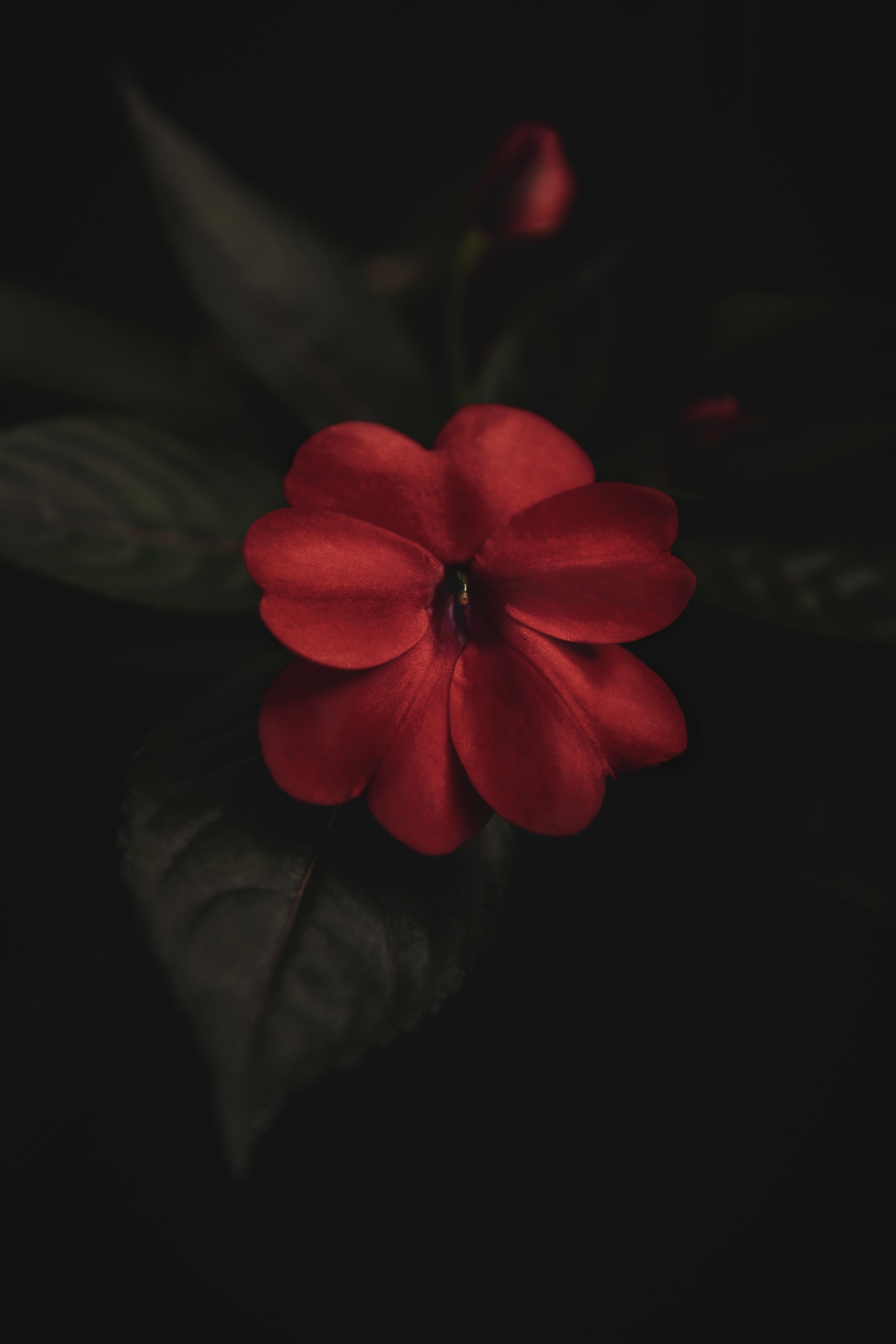 Flower Plant Red Macro