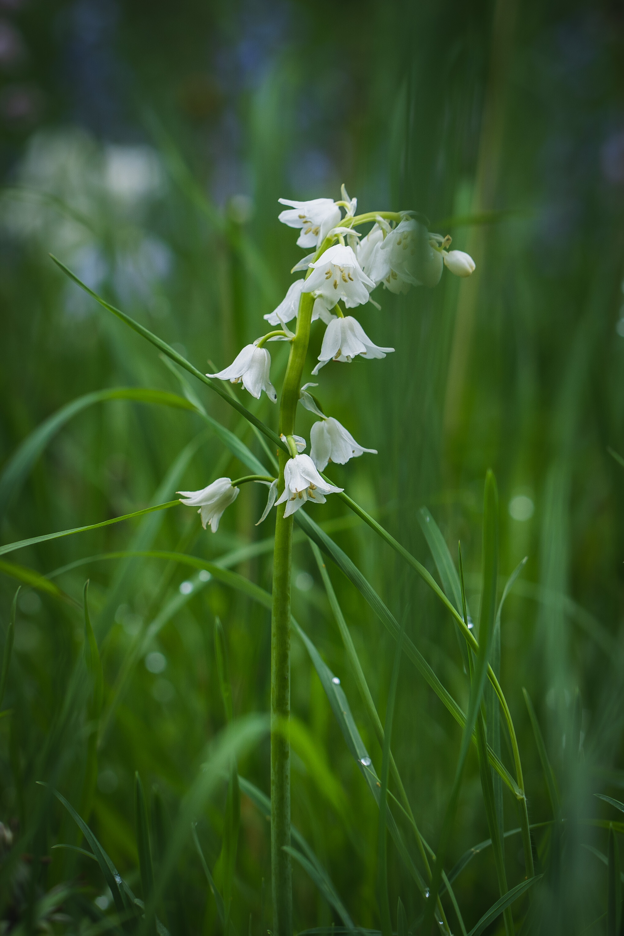 Flower White Plant Grasses