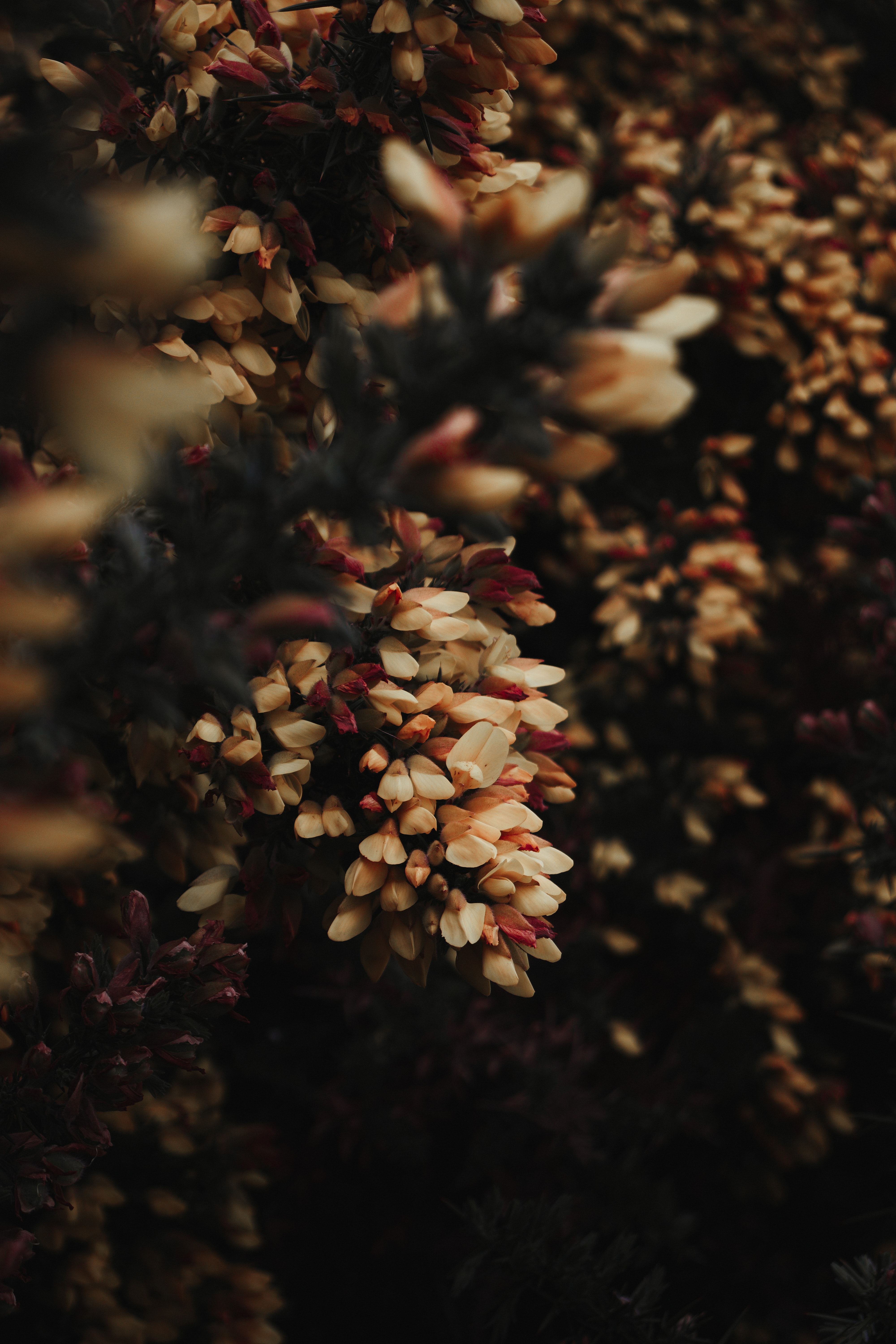 Flowers Bush Plant Flowering