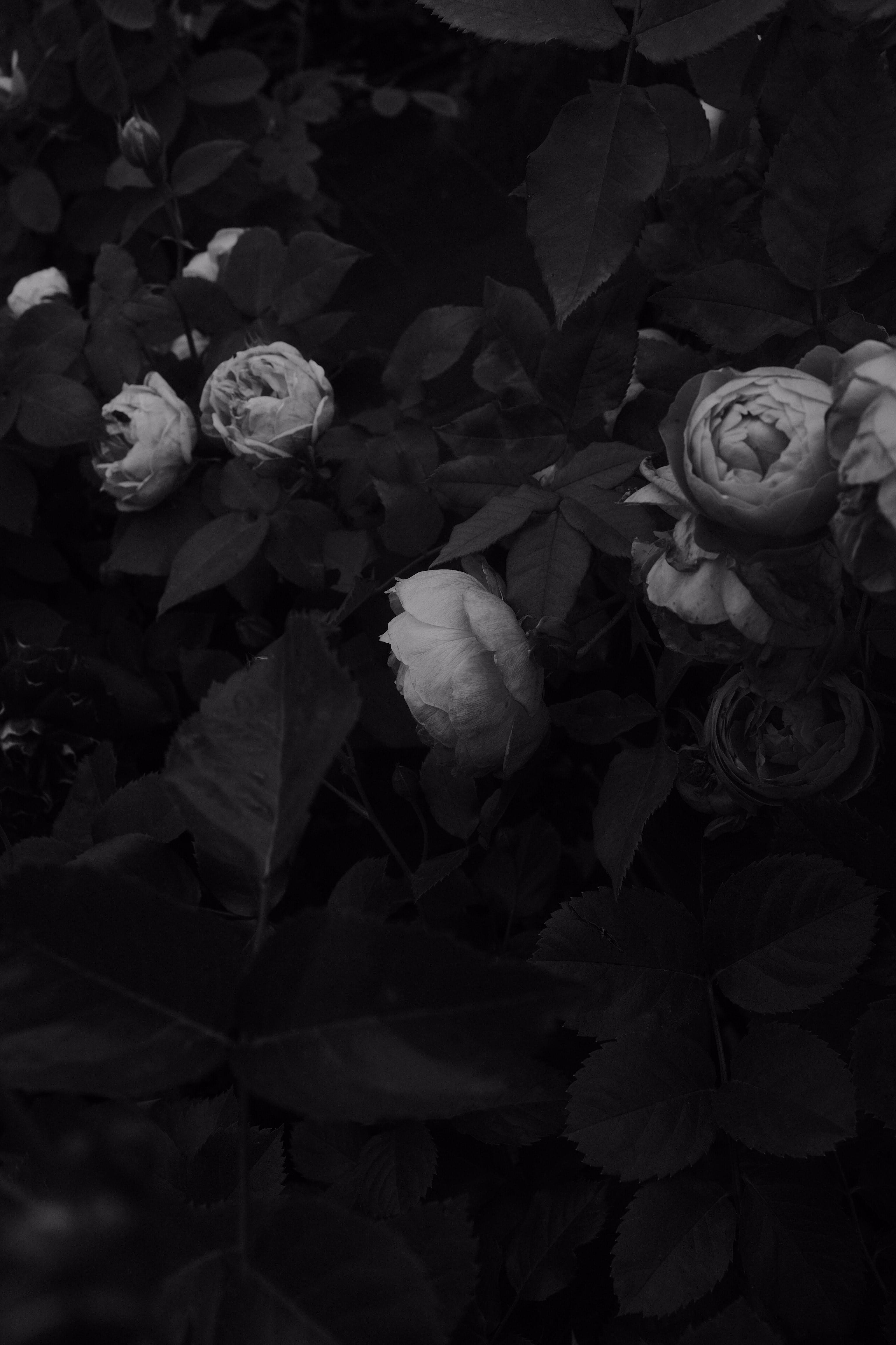 Flowers Leaves Black-and-white Black