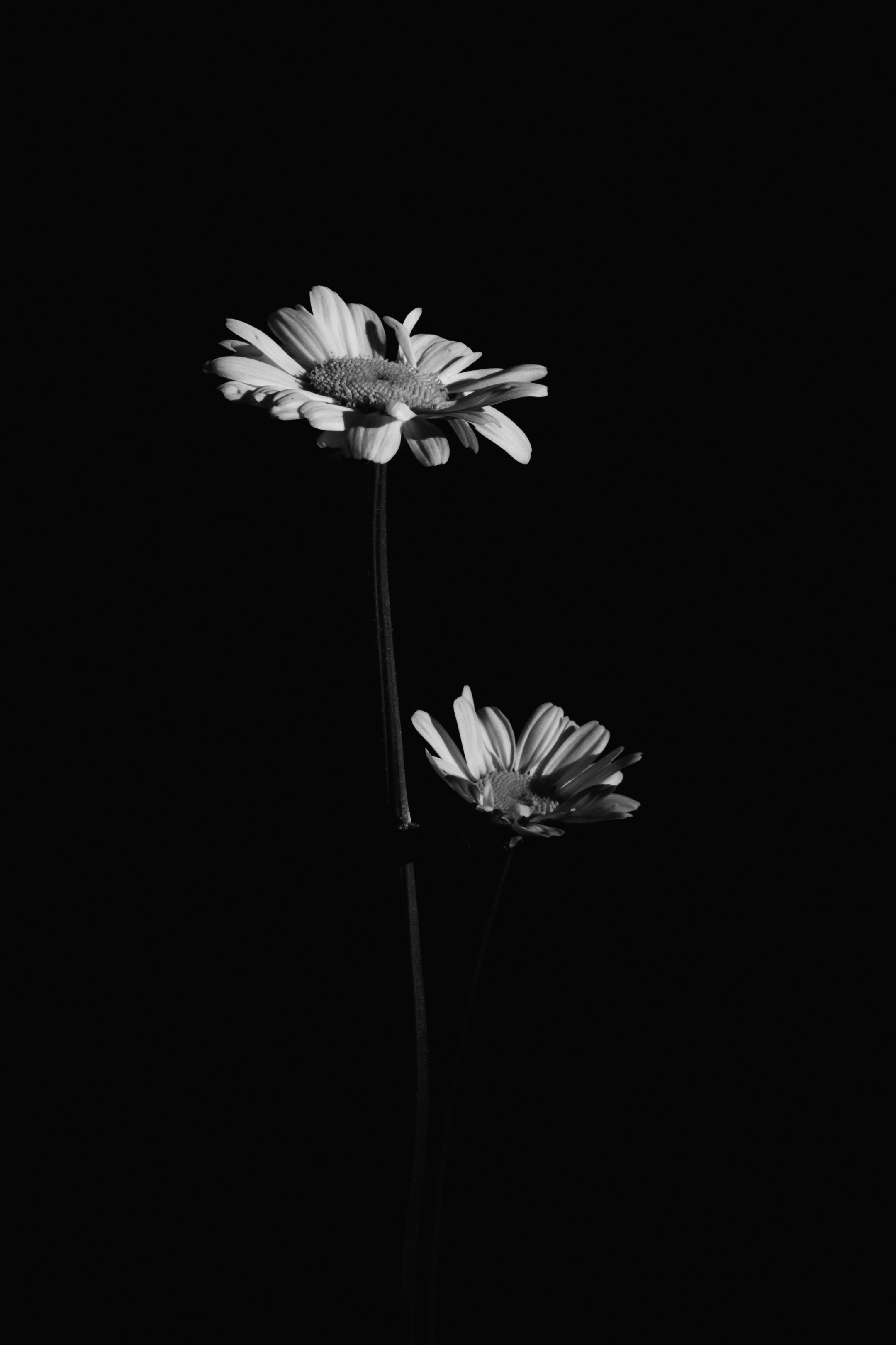 Flowers Petals Black-and-white Black