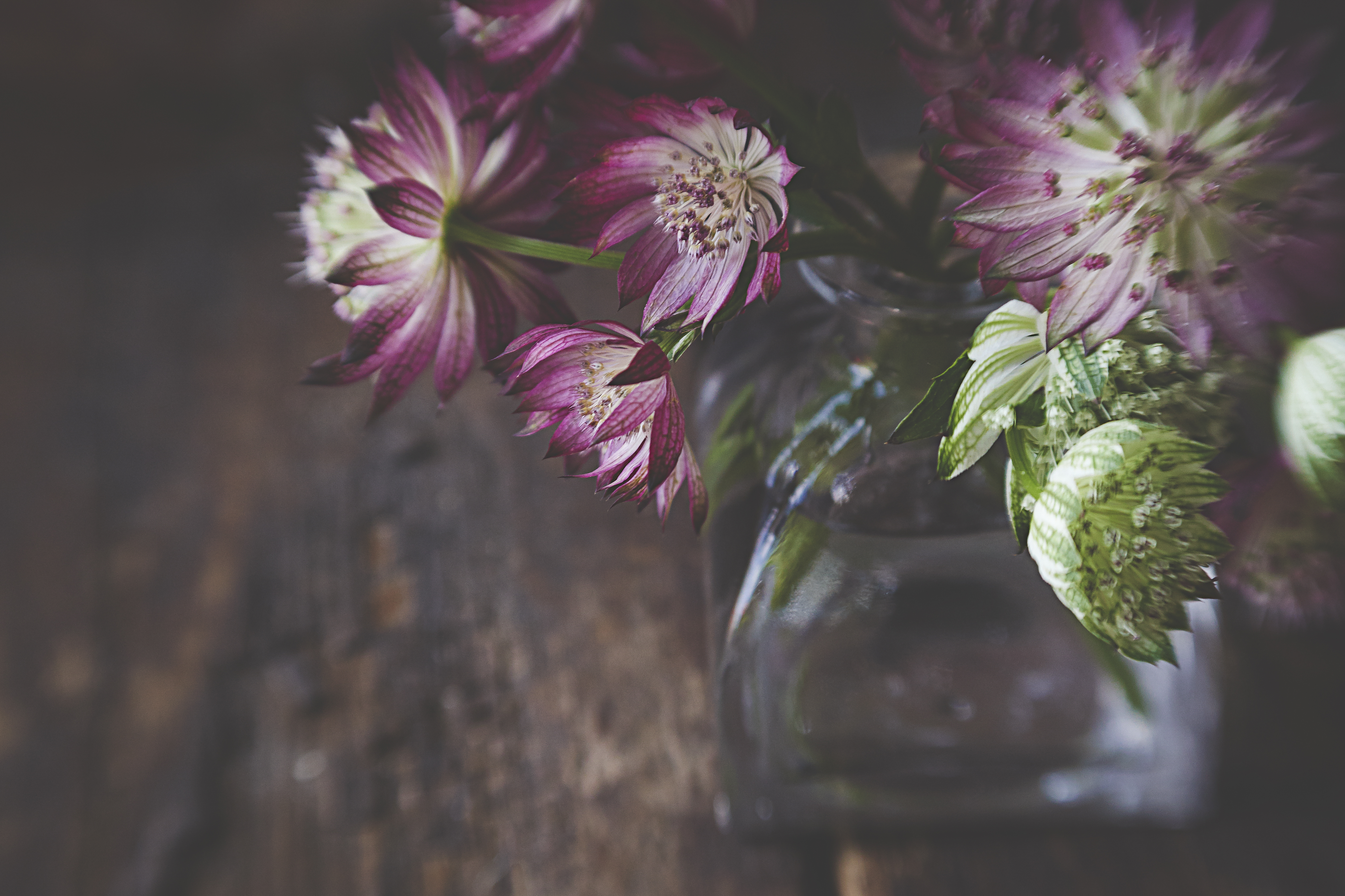 Flowers Petals Bouquet Vase Aesthetics