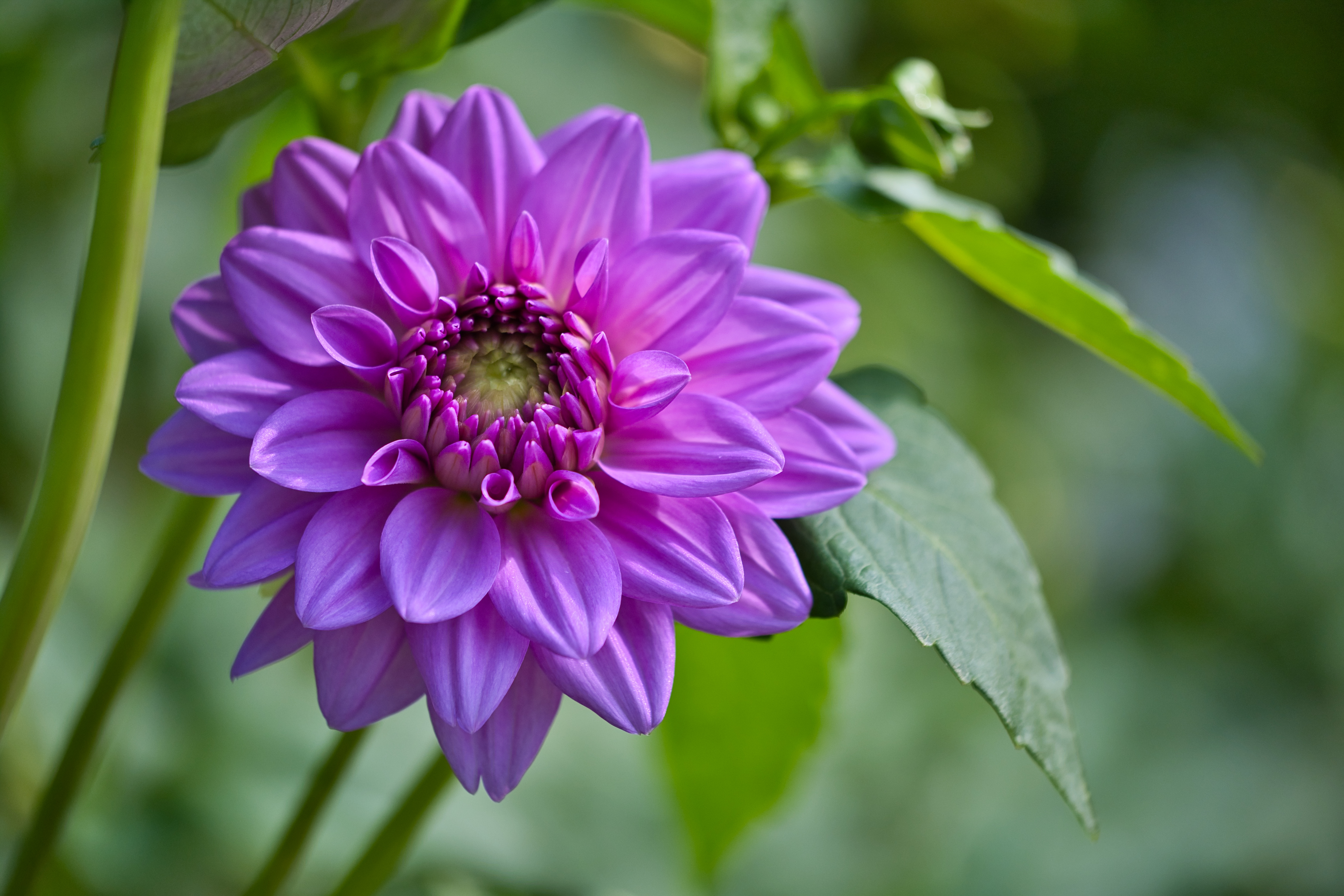 Flowers Petals Leaves Purple Macro