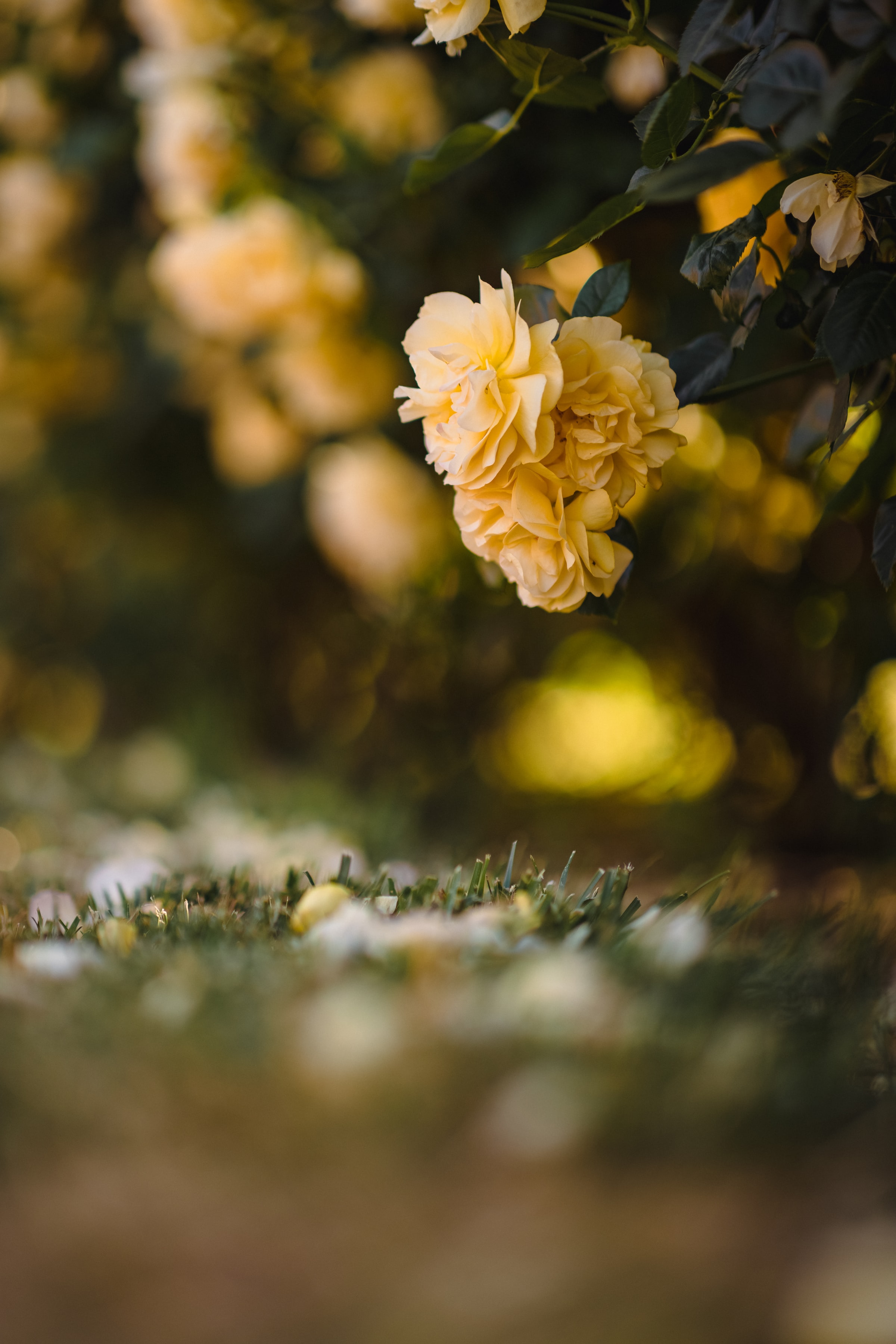 Flowers Petals Leaves Yellow