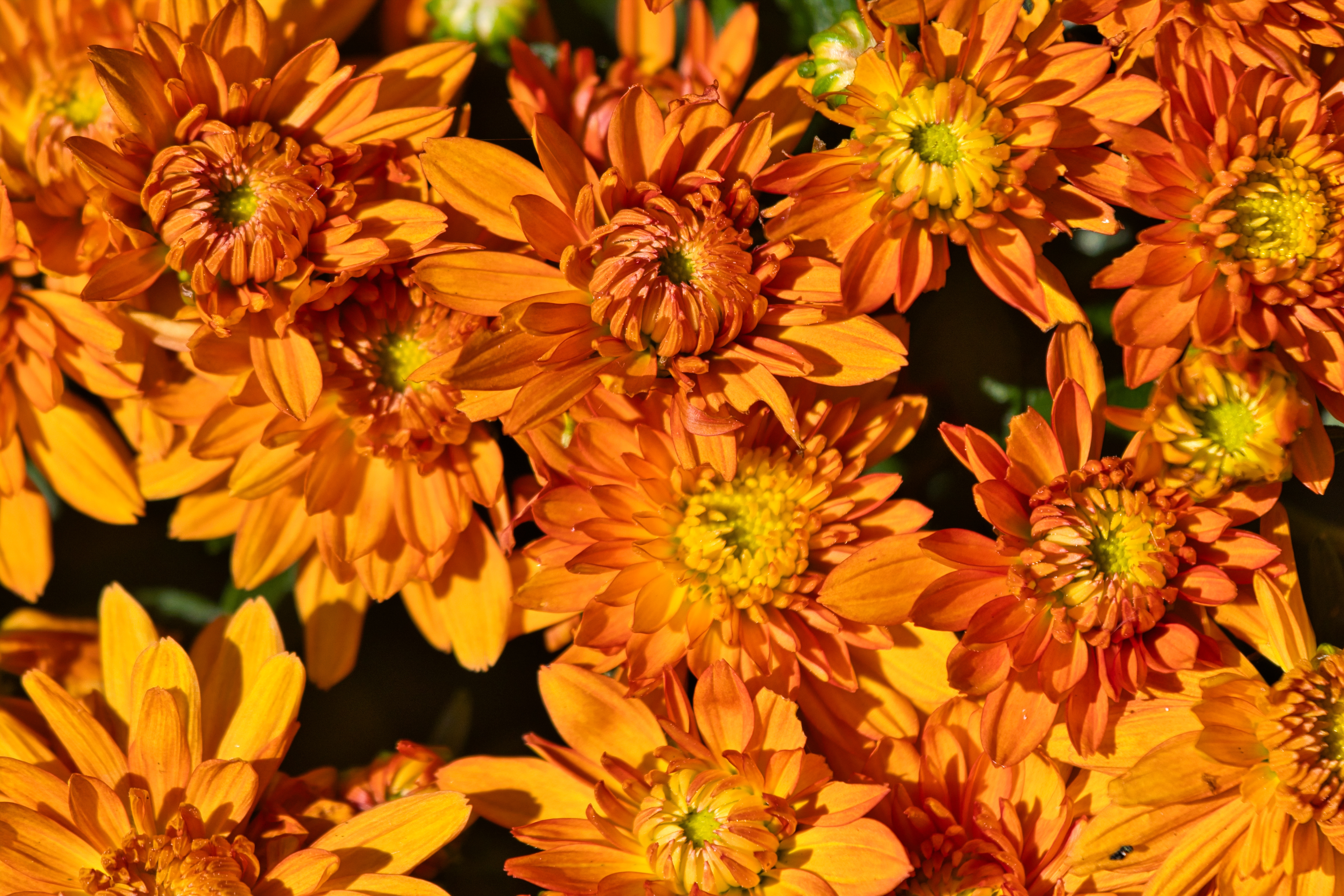 Flowers Petals Orange Macro