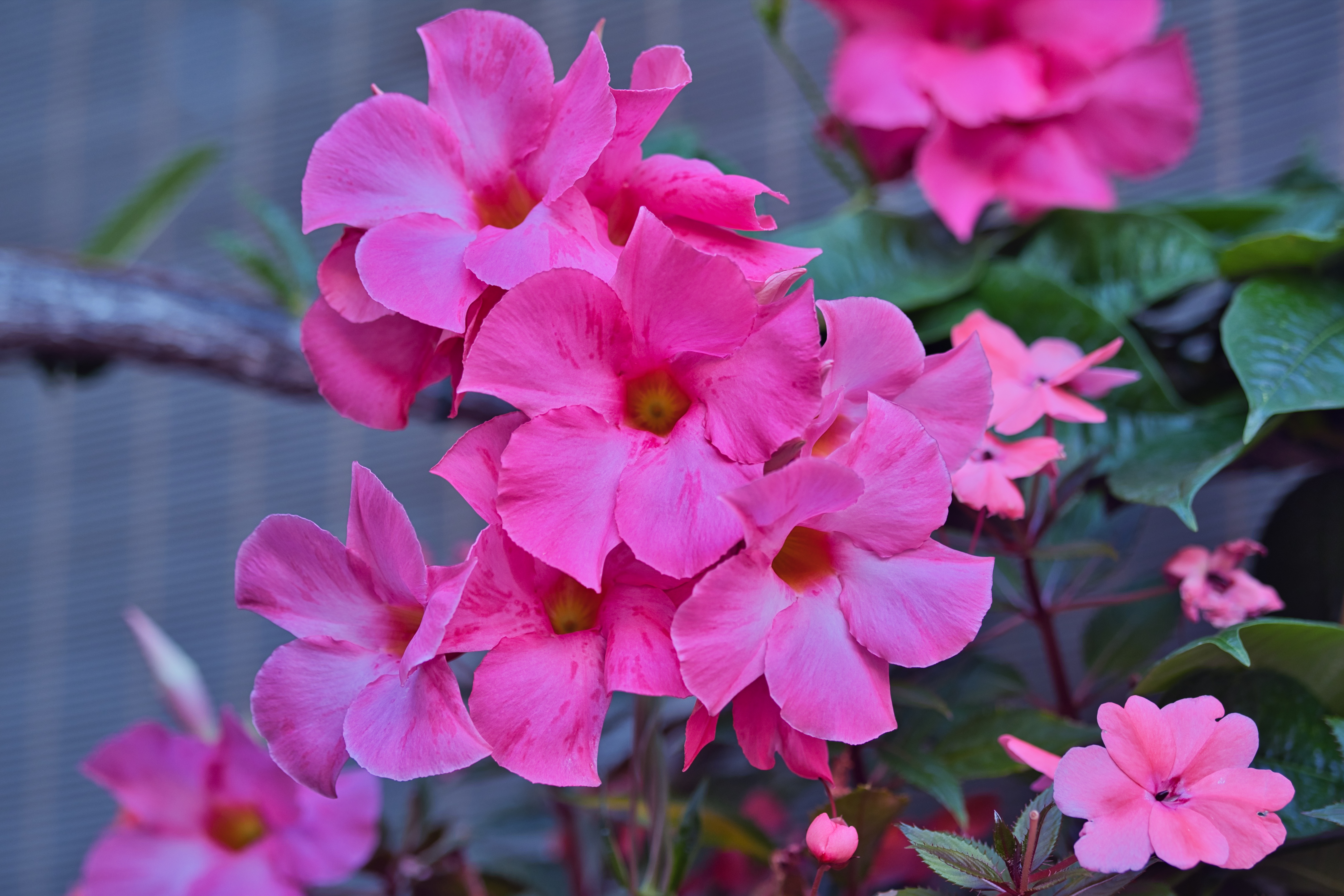 Flowers Petals Pink Macro Plant