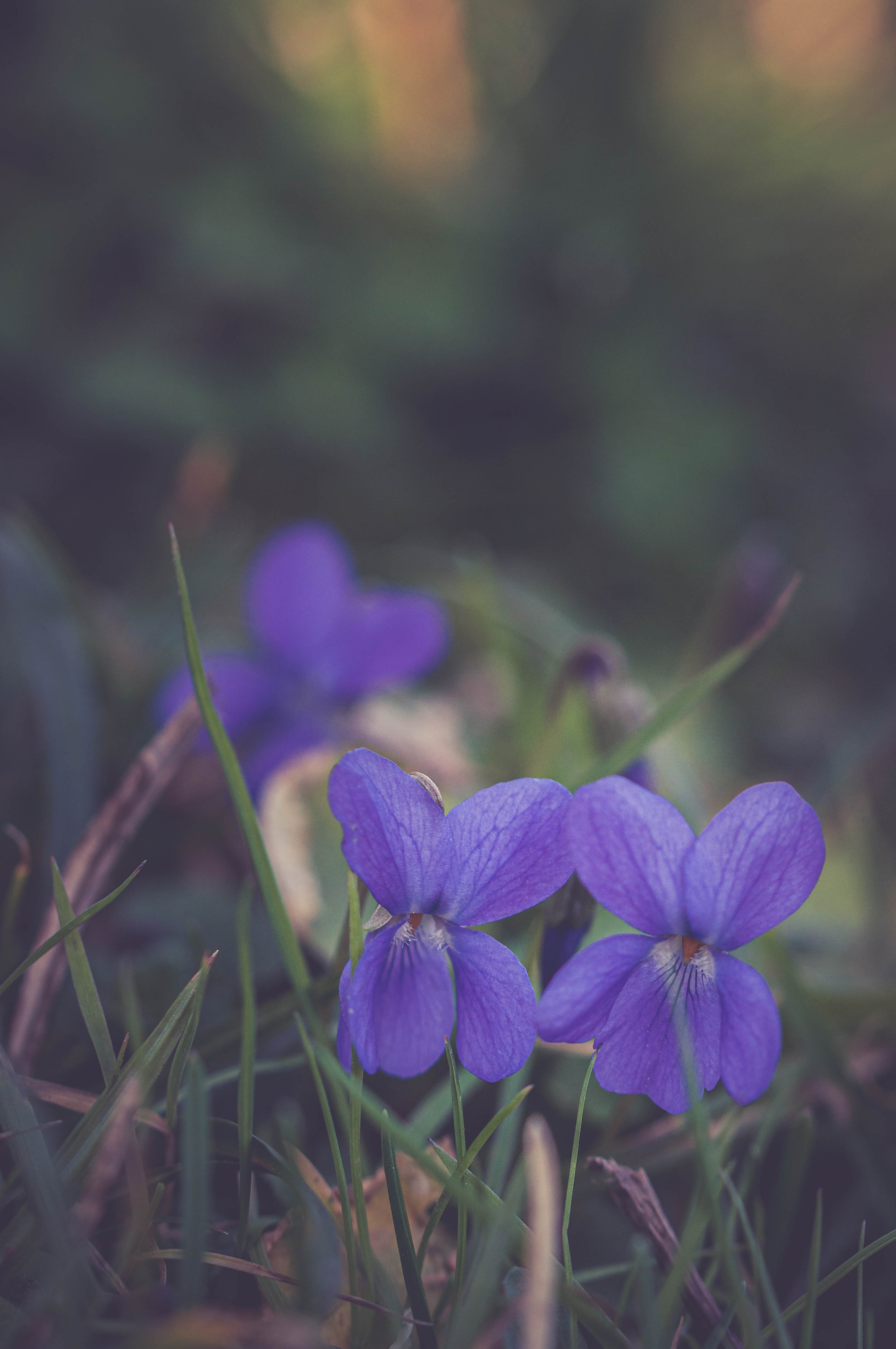 Flowers Petals Plant Purple Macro