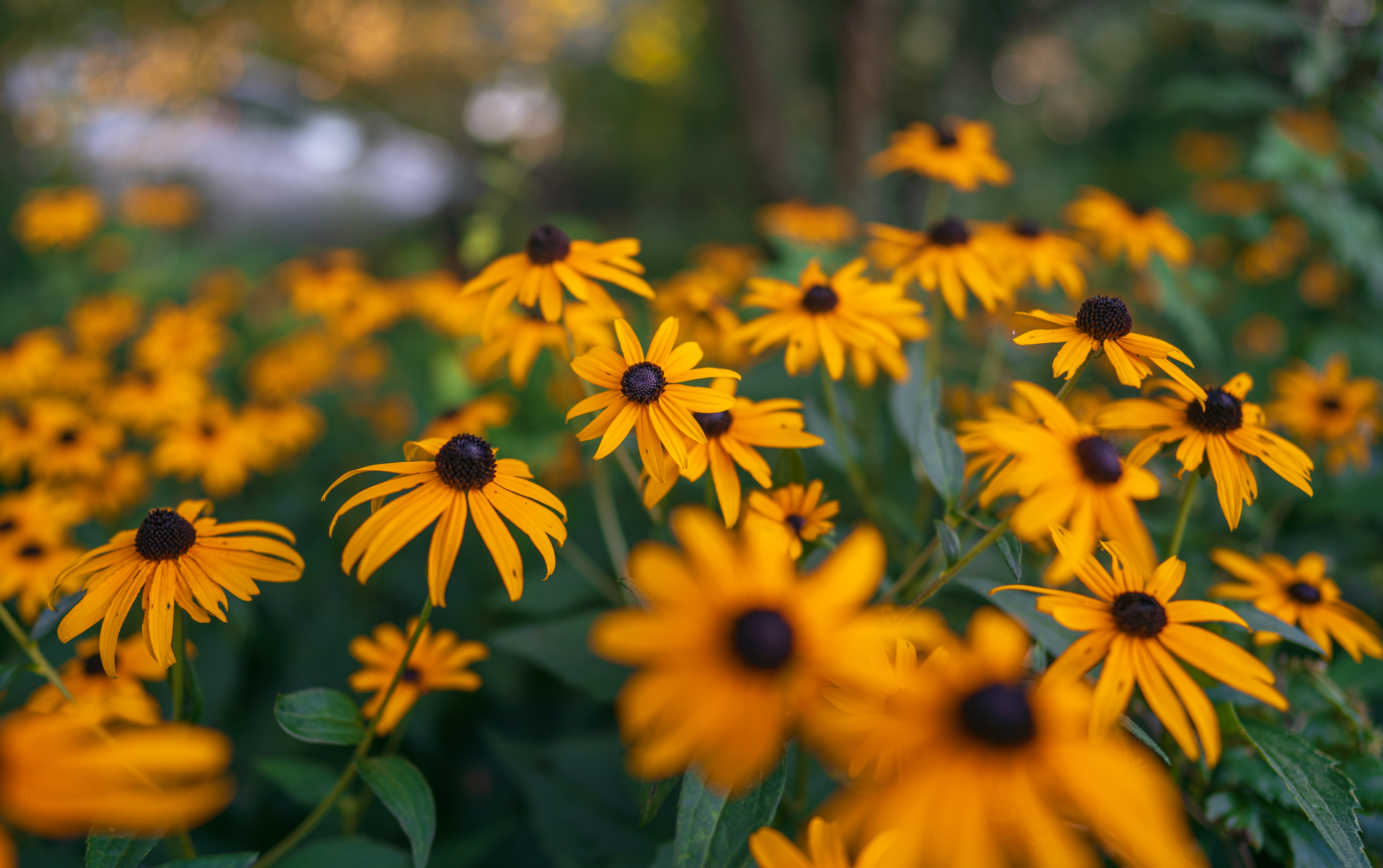 Flowers Petals Plant Yellow Macro