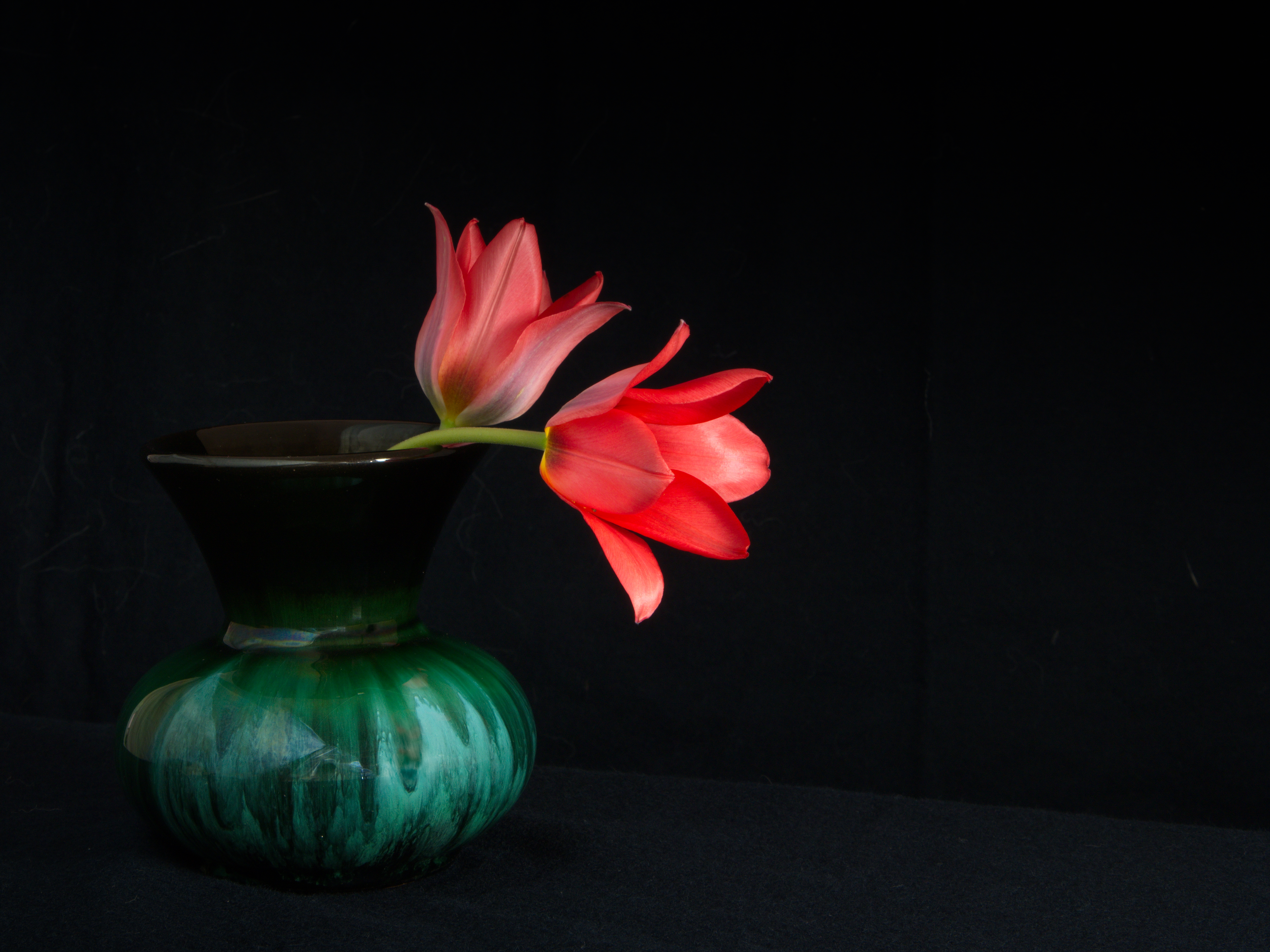 Flowers Petals Vase Macro