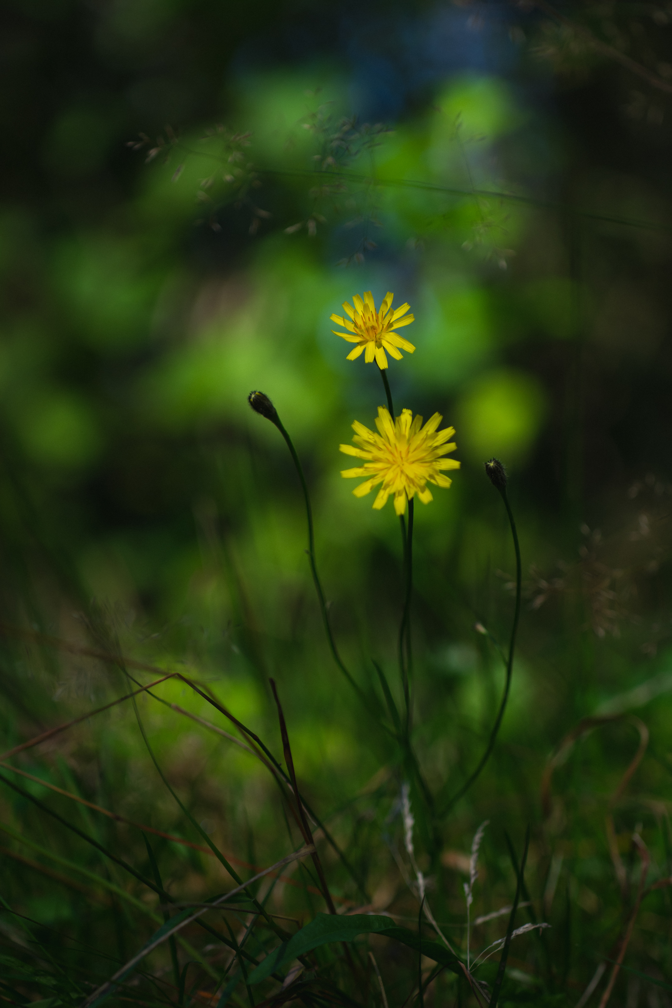 Flowers Petals Yellow Macro Blur