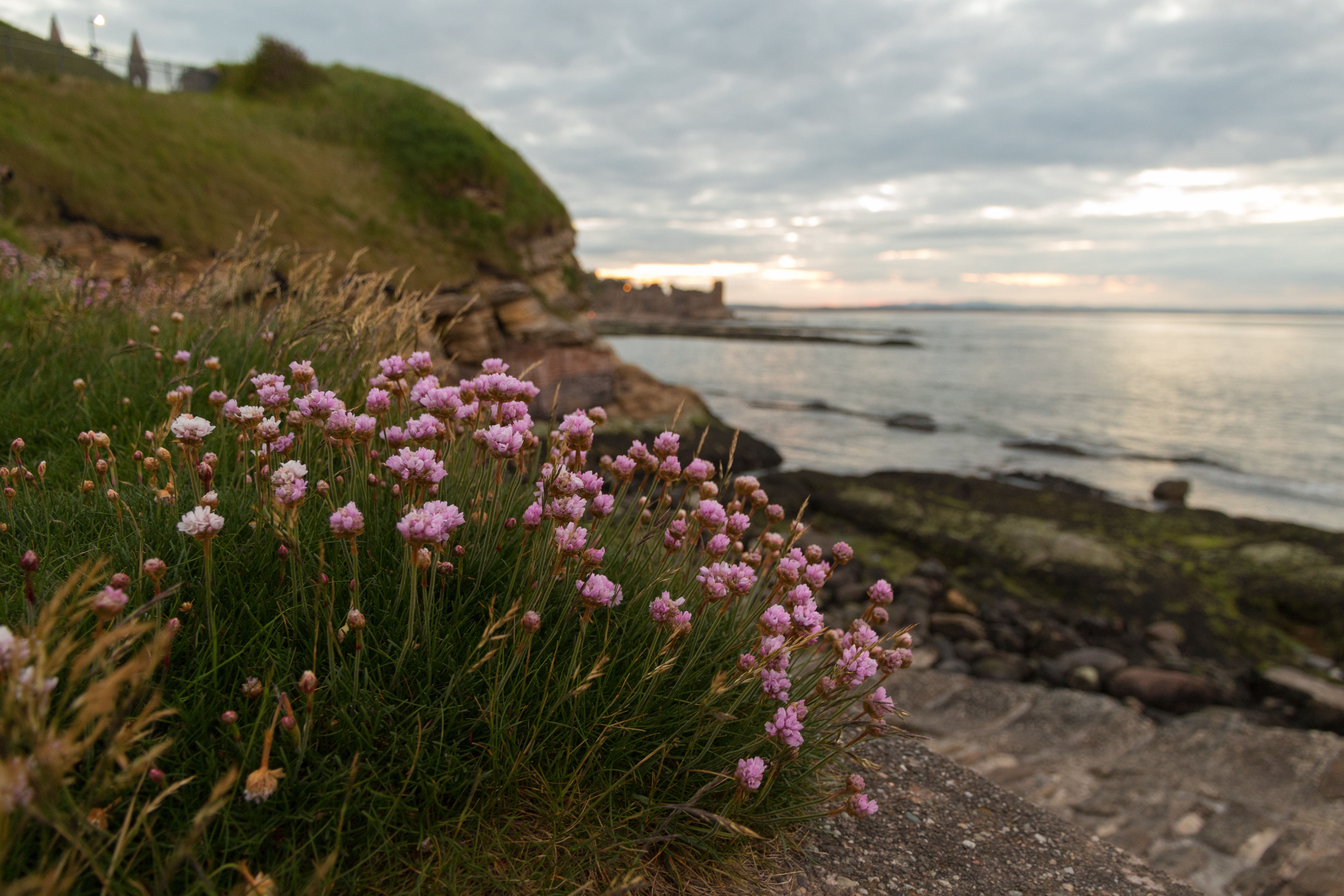 Flowers Plant Coast Rocks Landscape