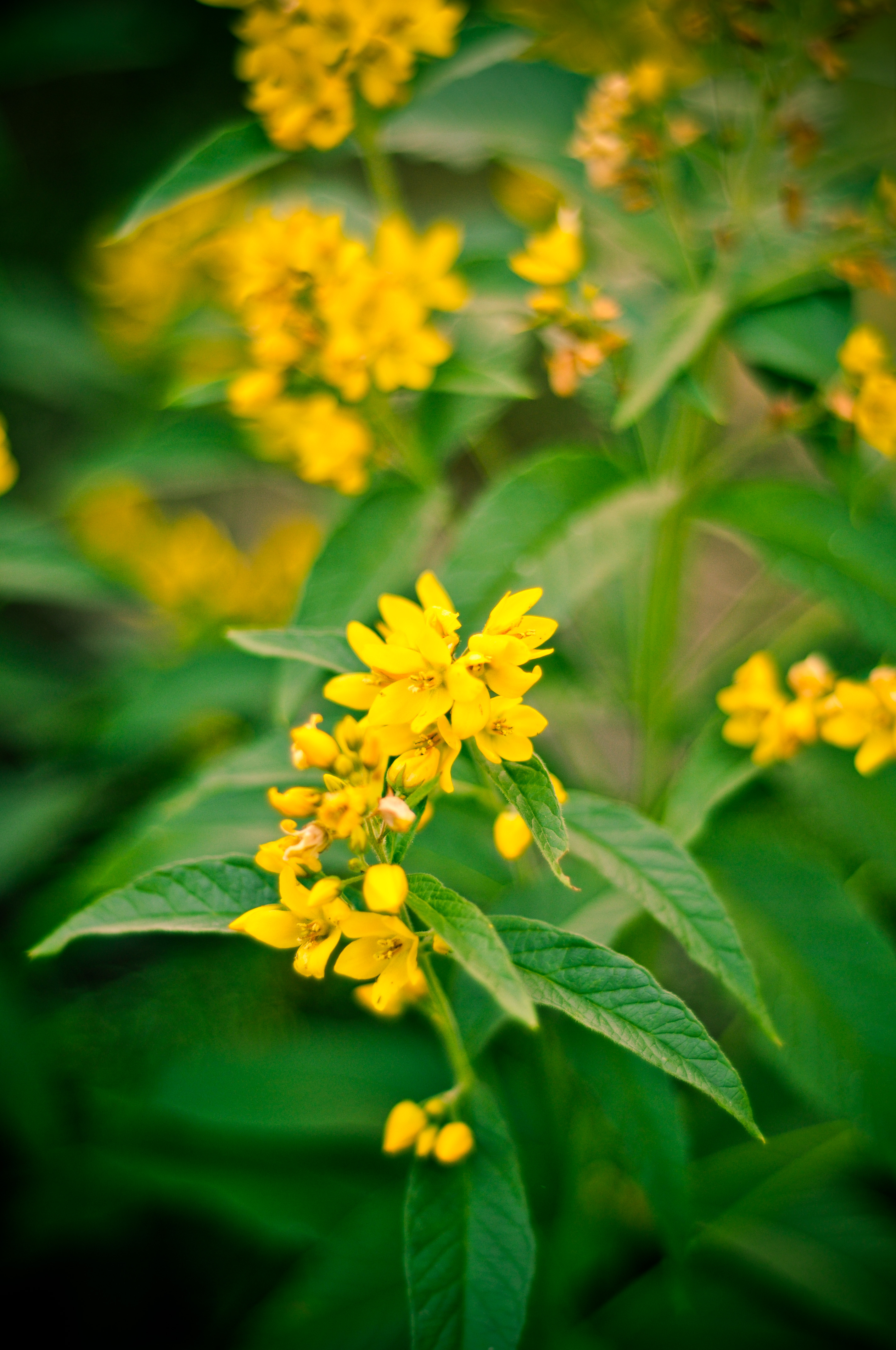 Flowers Plant Leaves Macro Yellow