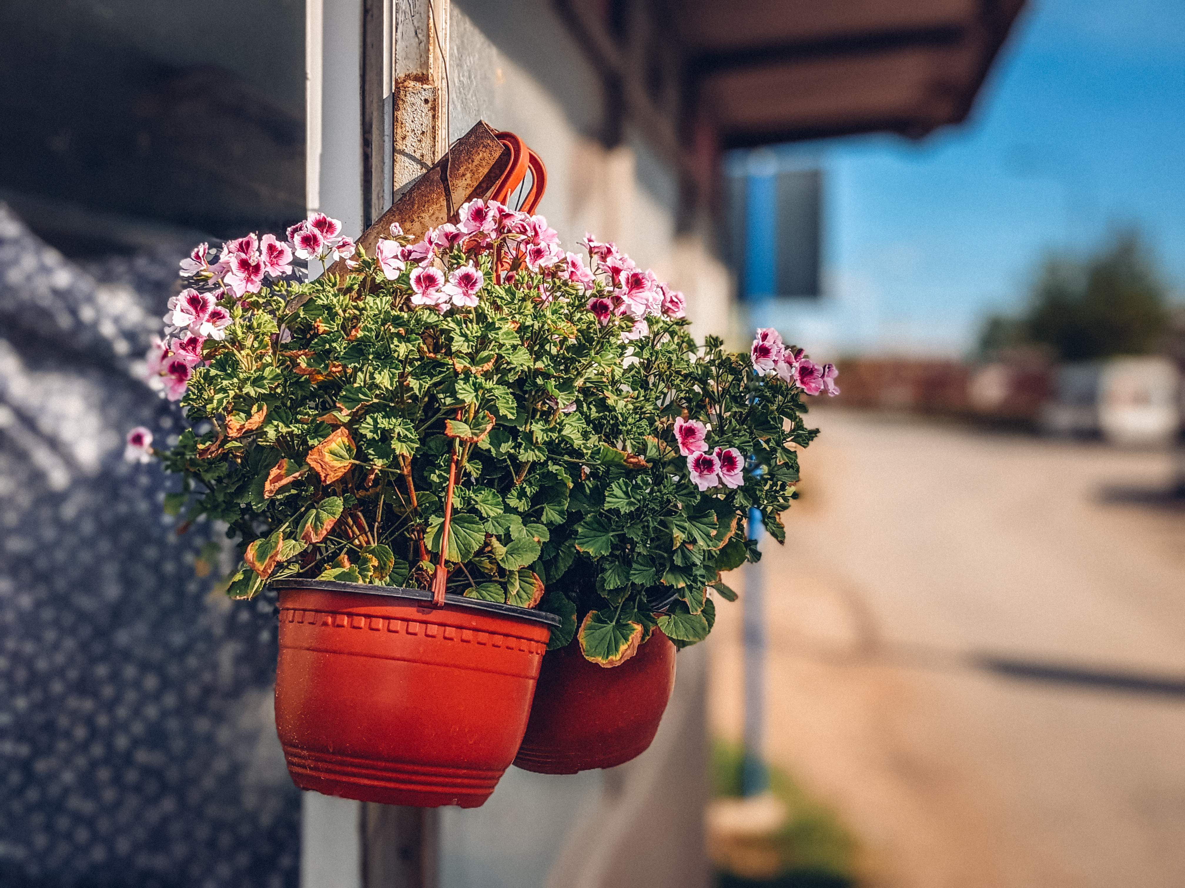 Flowers Plant Pot Street