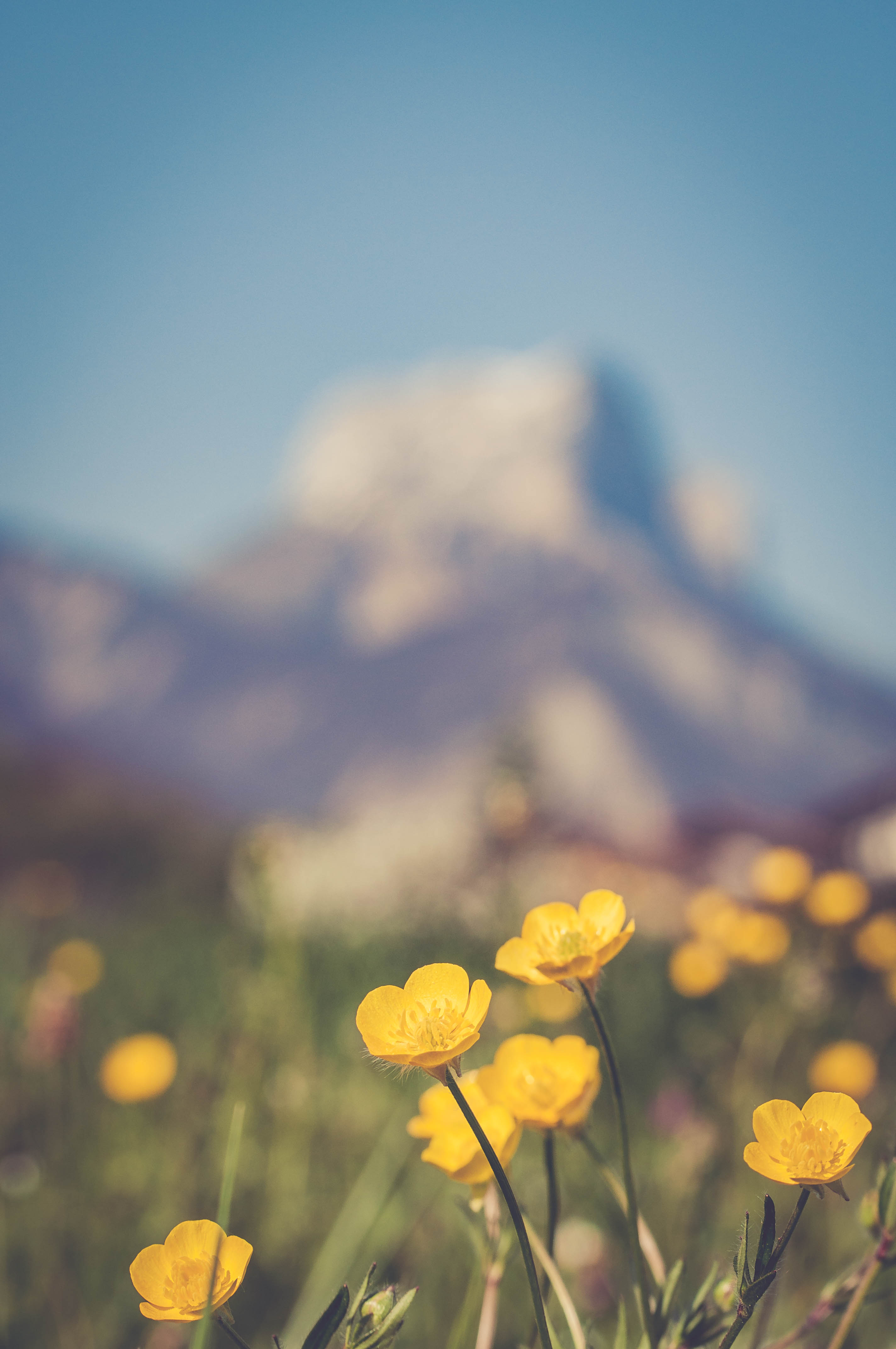 Flowers Plant Yellow Mountains Blur Macro