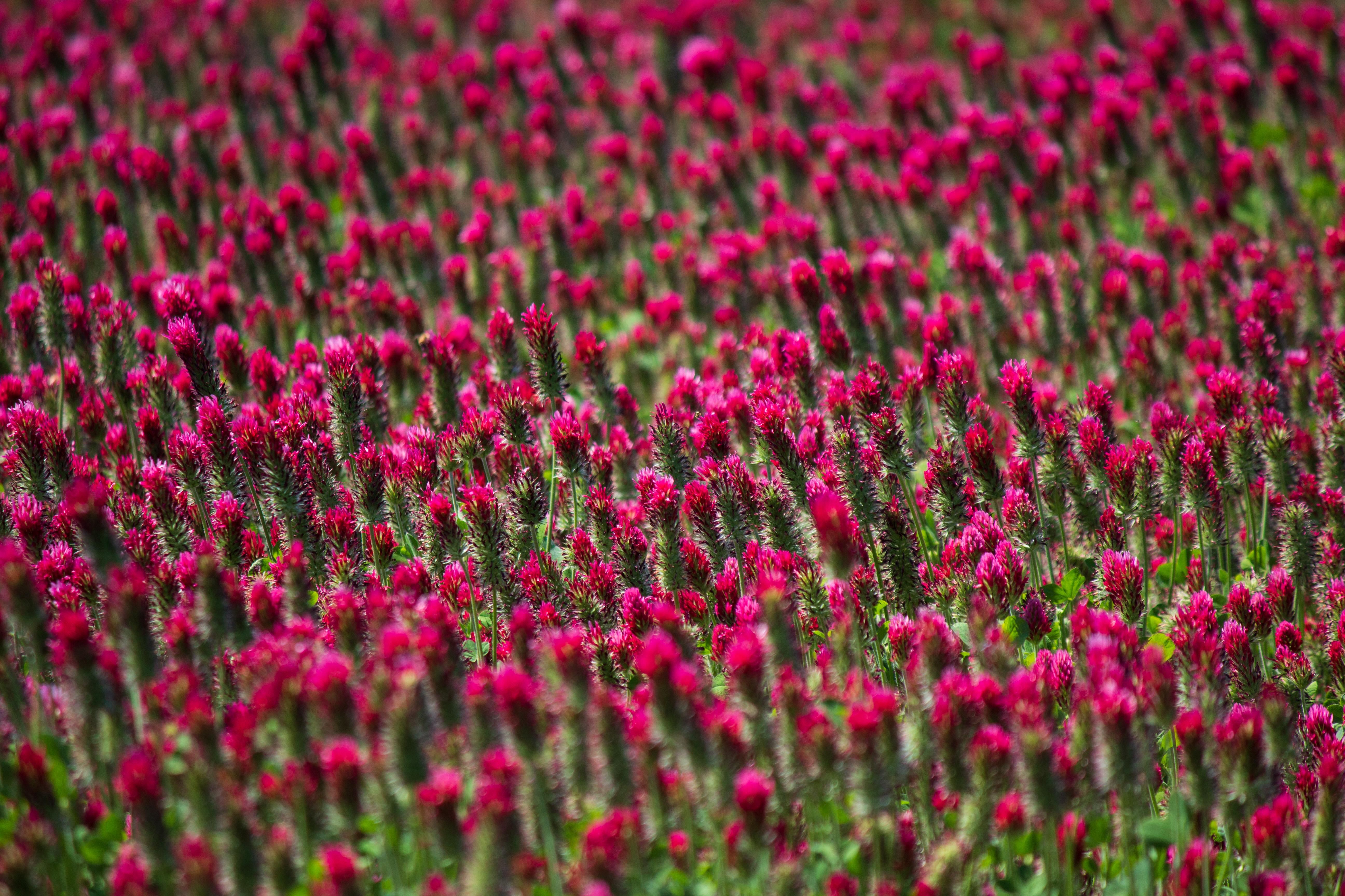 Flowers Plants Field Pink