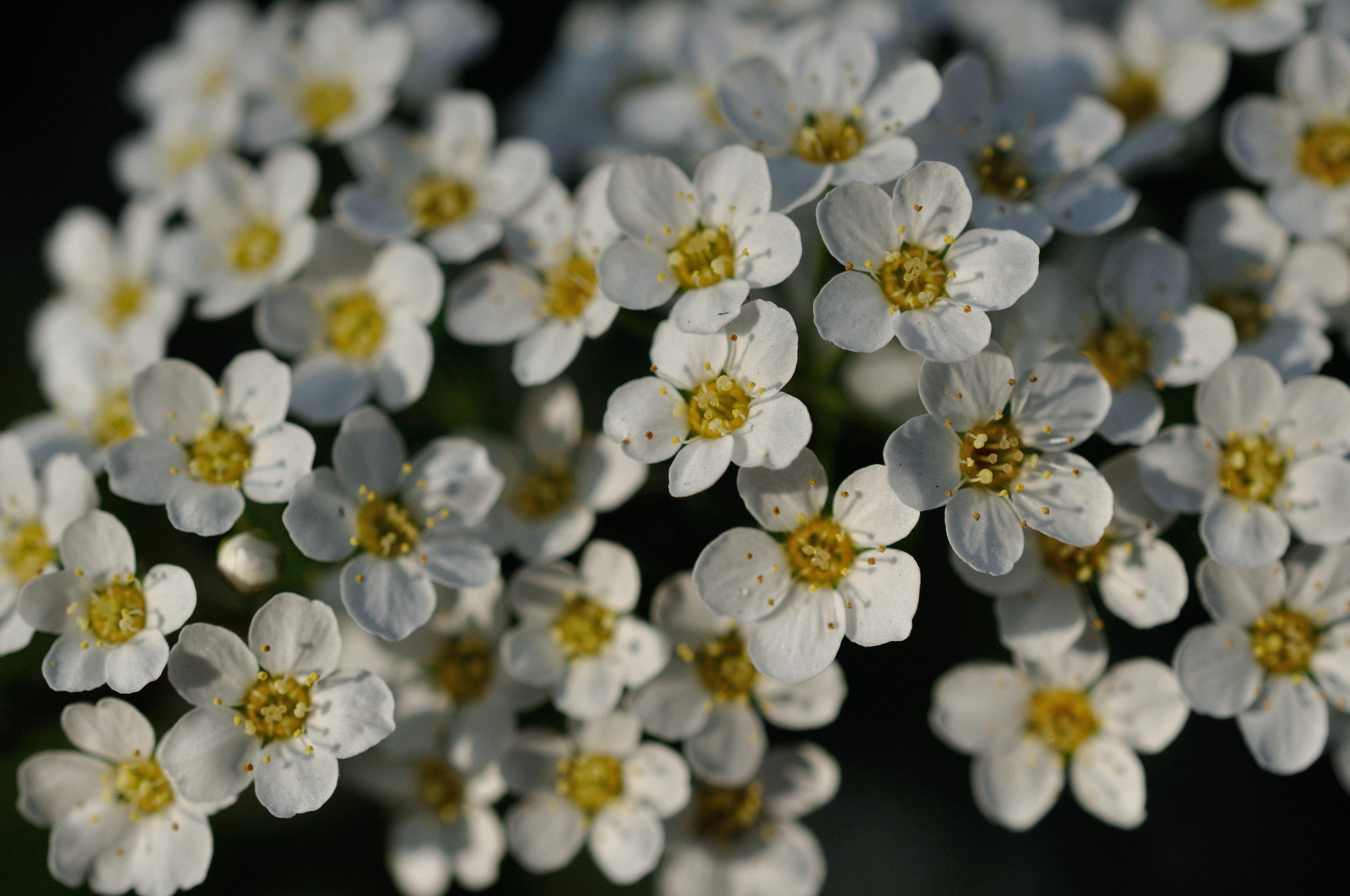 Flowers White Petals Macro