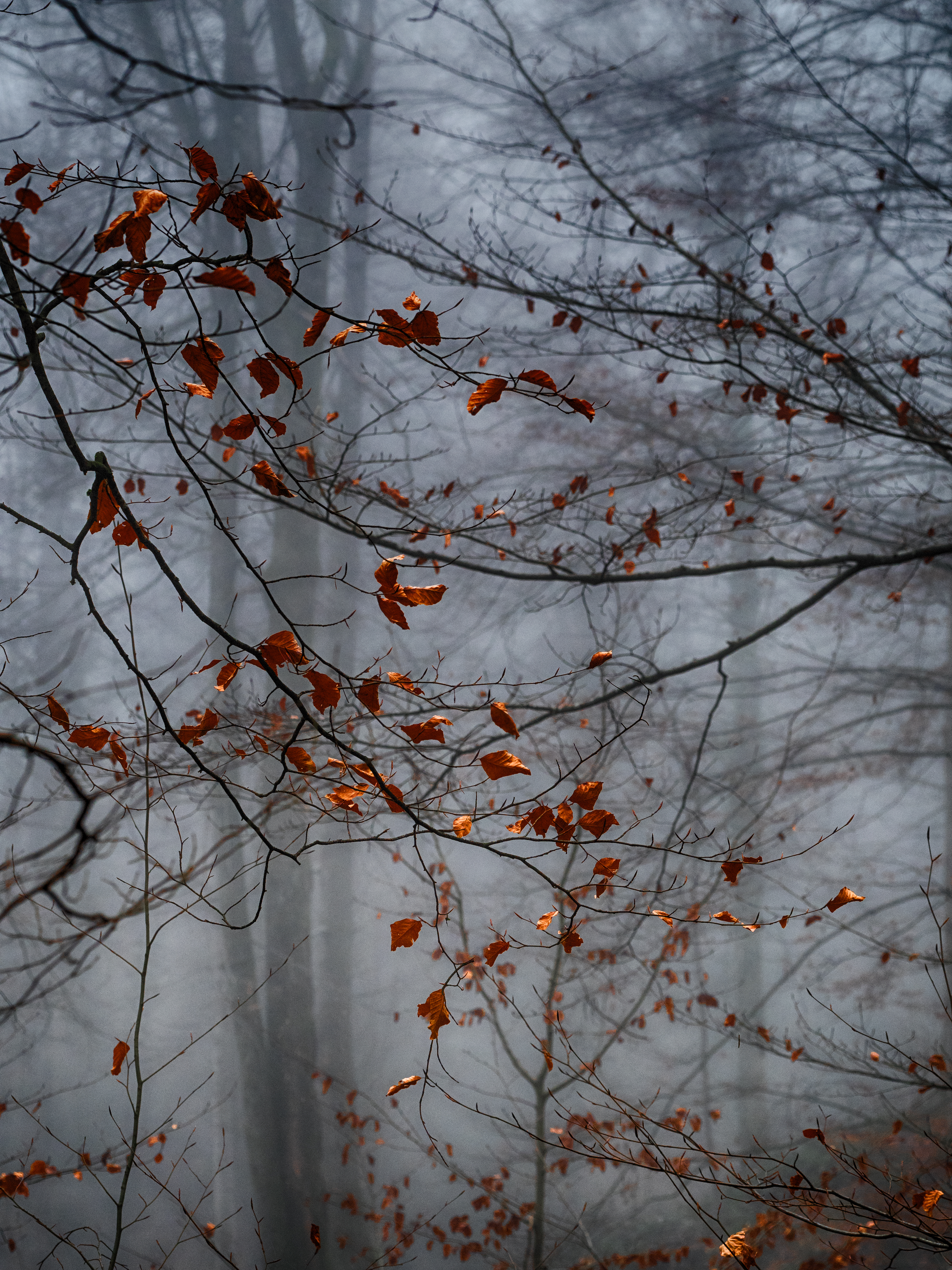 Forest Leaves Fog Autumn Gloomy