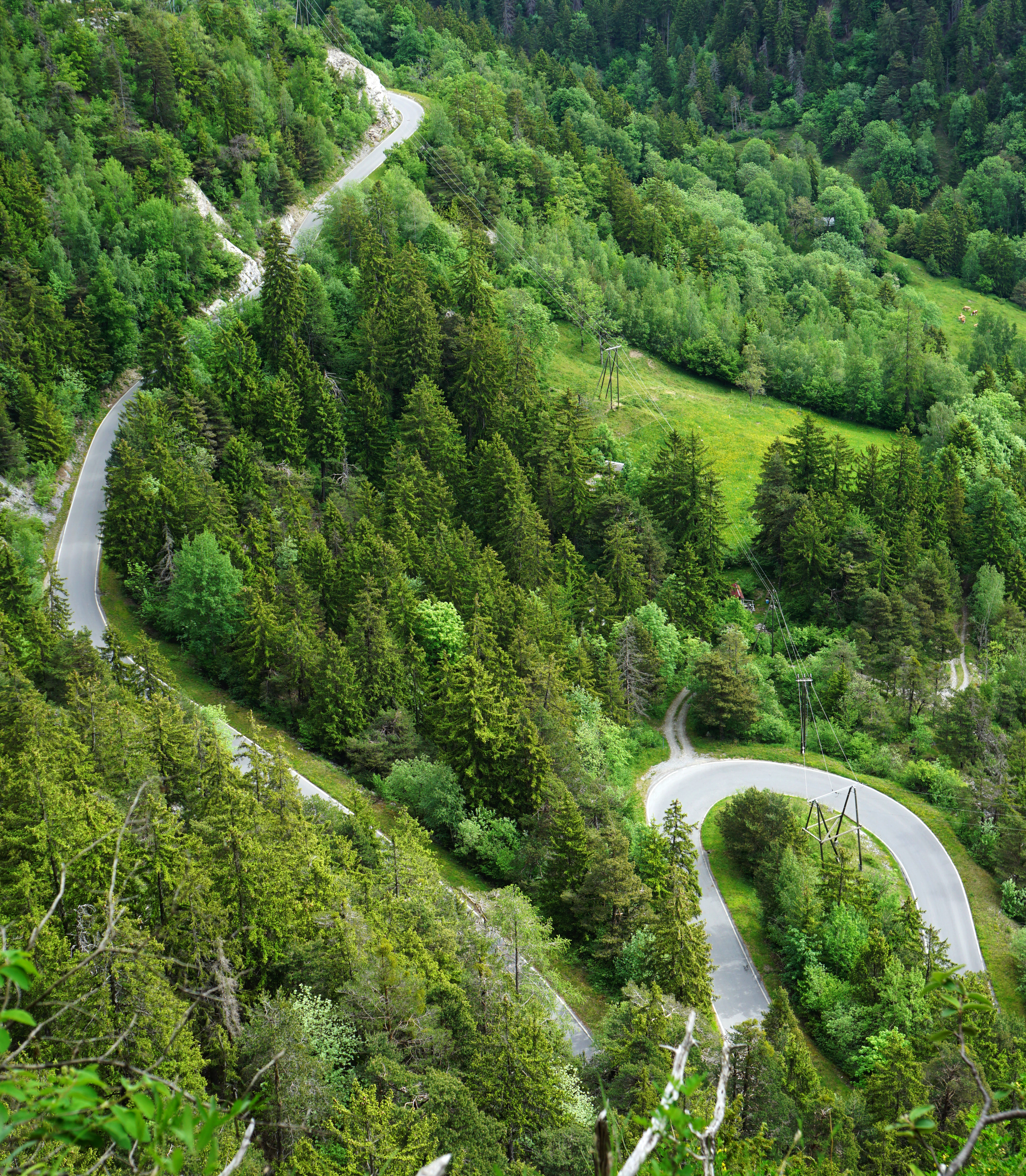 Forest Road Bends Aerial-view