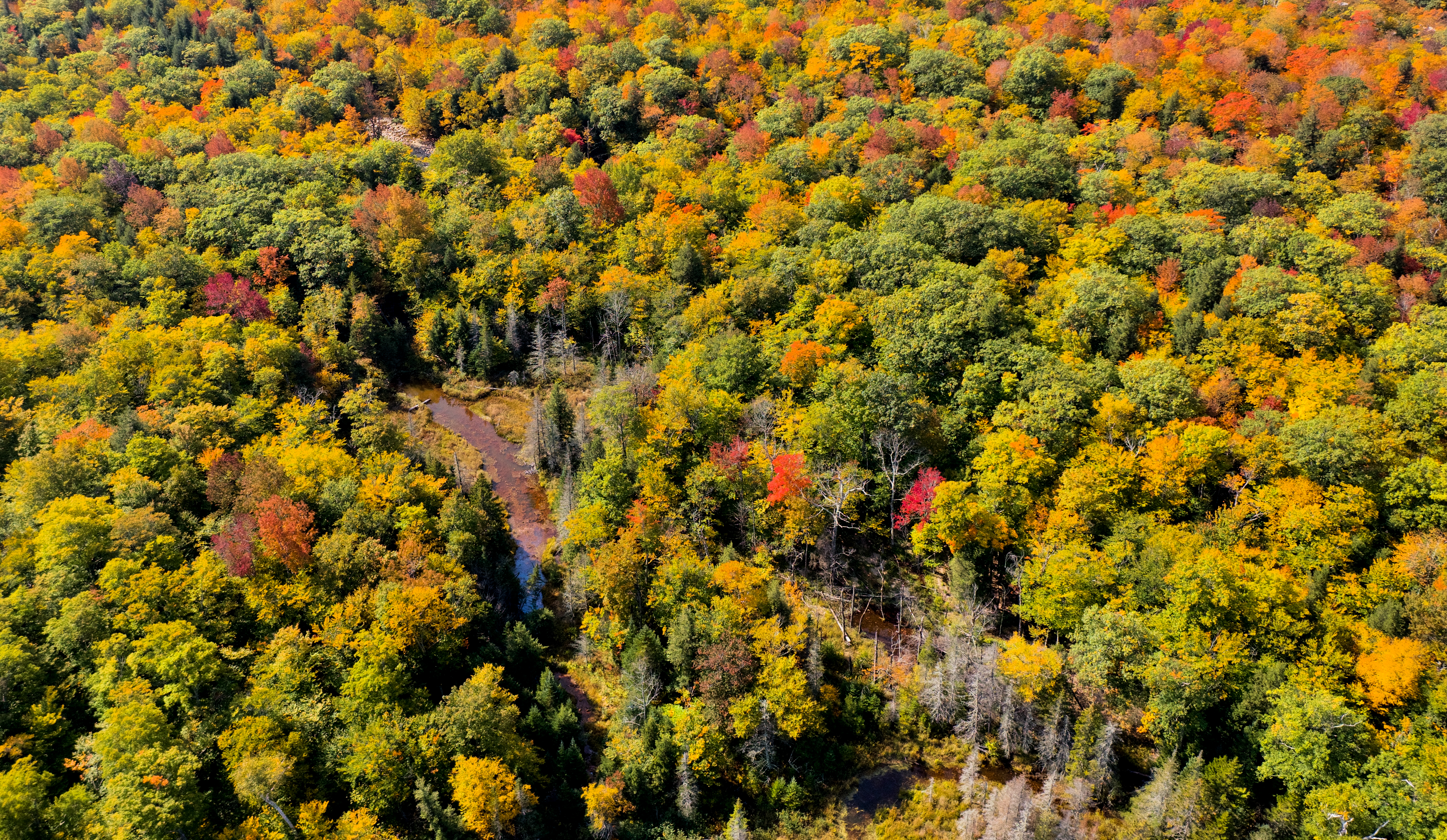 Forest Trees Aerial-view Autumn