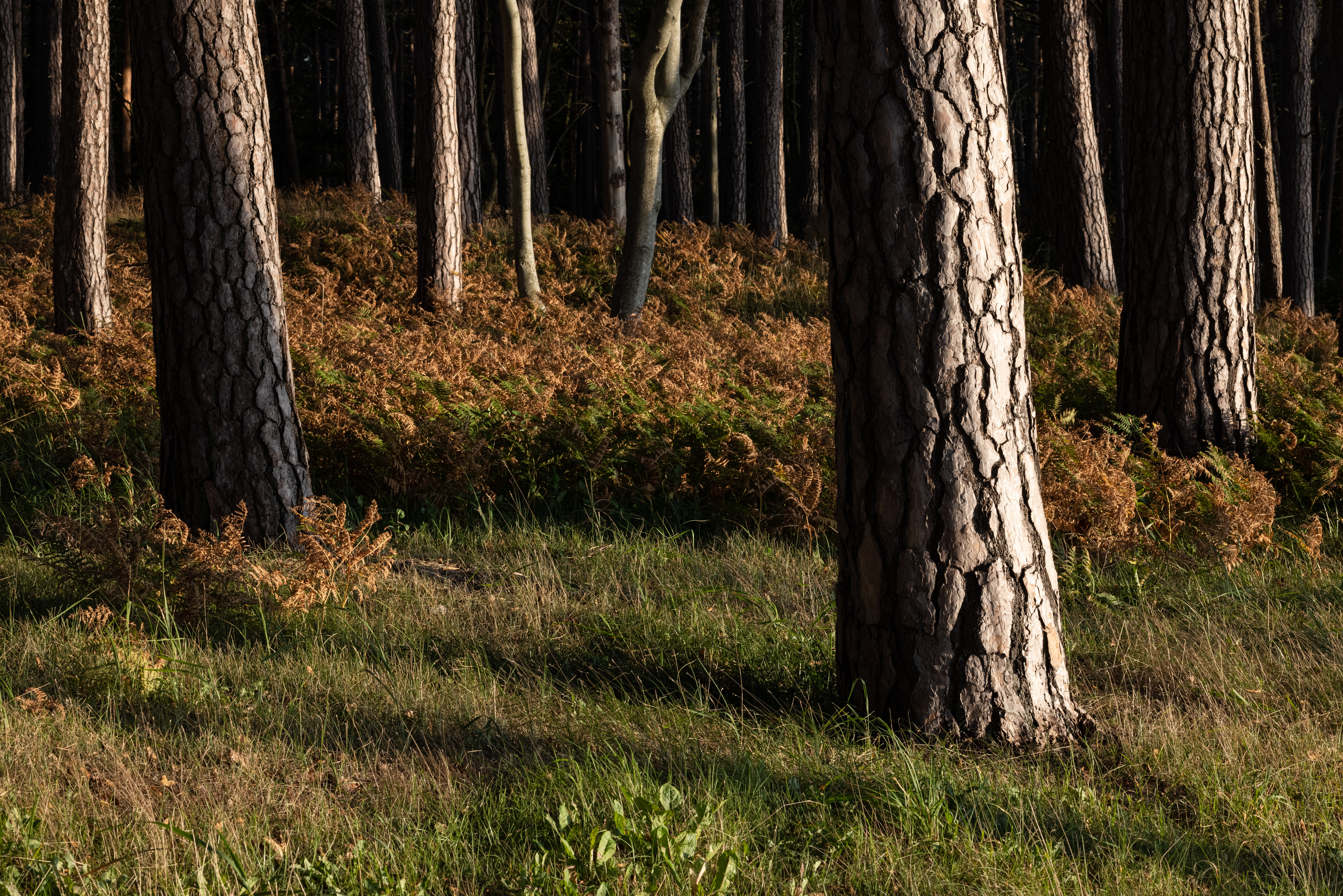 Forest Trees Bark Nature Landscape