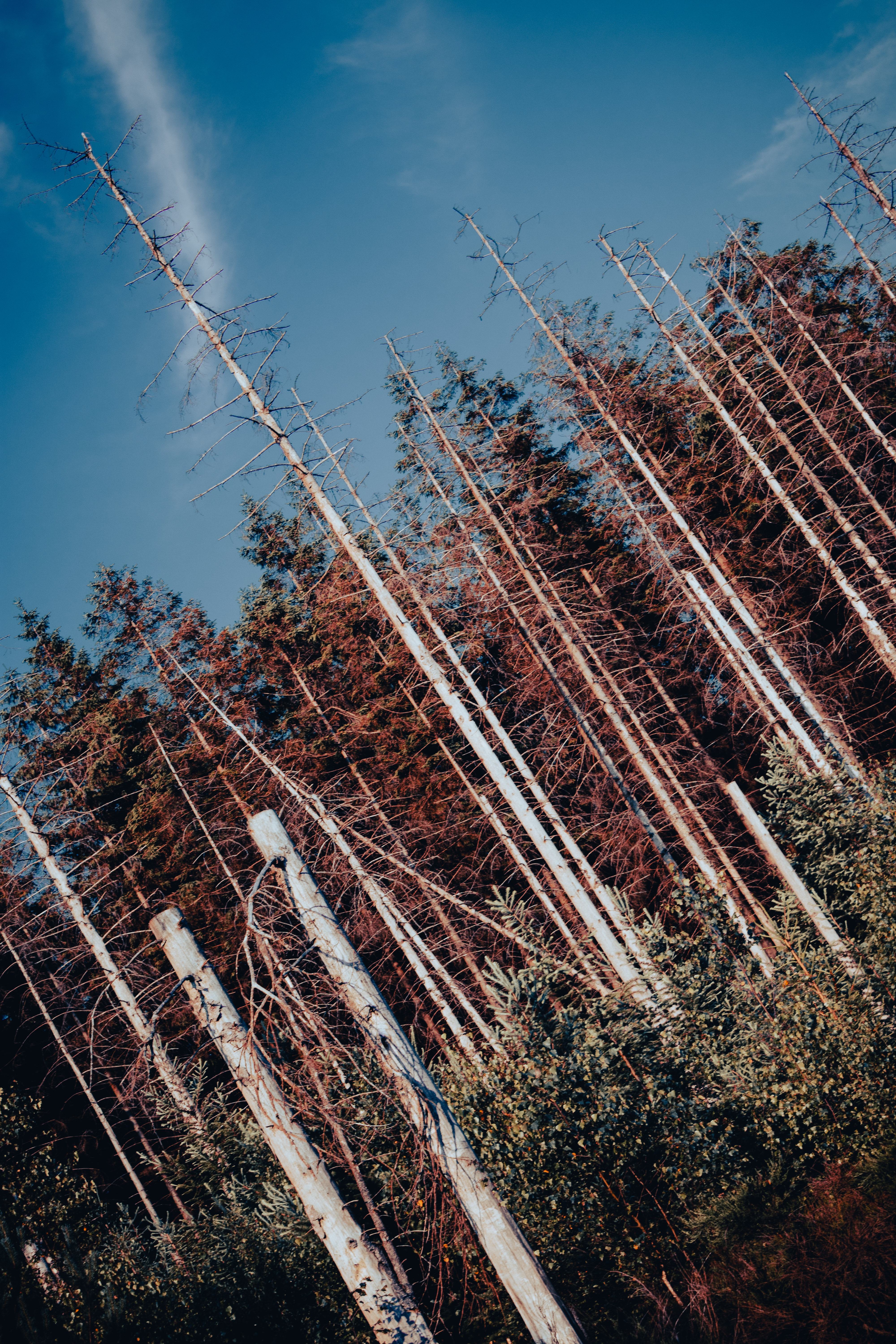 Forest Trees Branches Landscape Nature