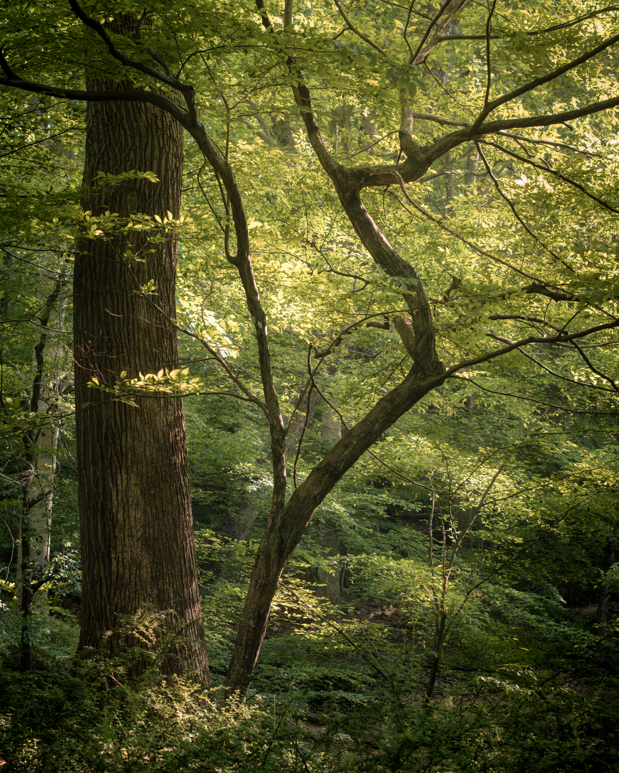 Forest Trees Branches Nature Landscape