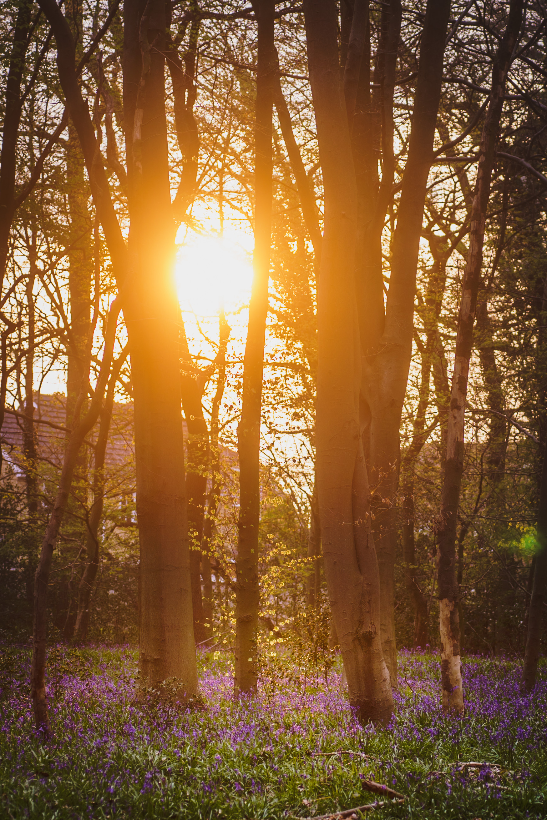 Forest Trees Flowers Sun Light Nature