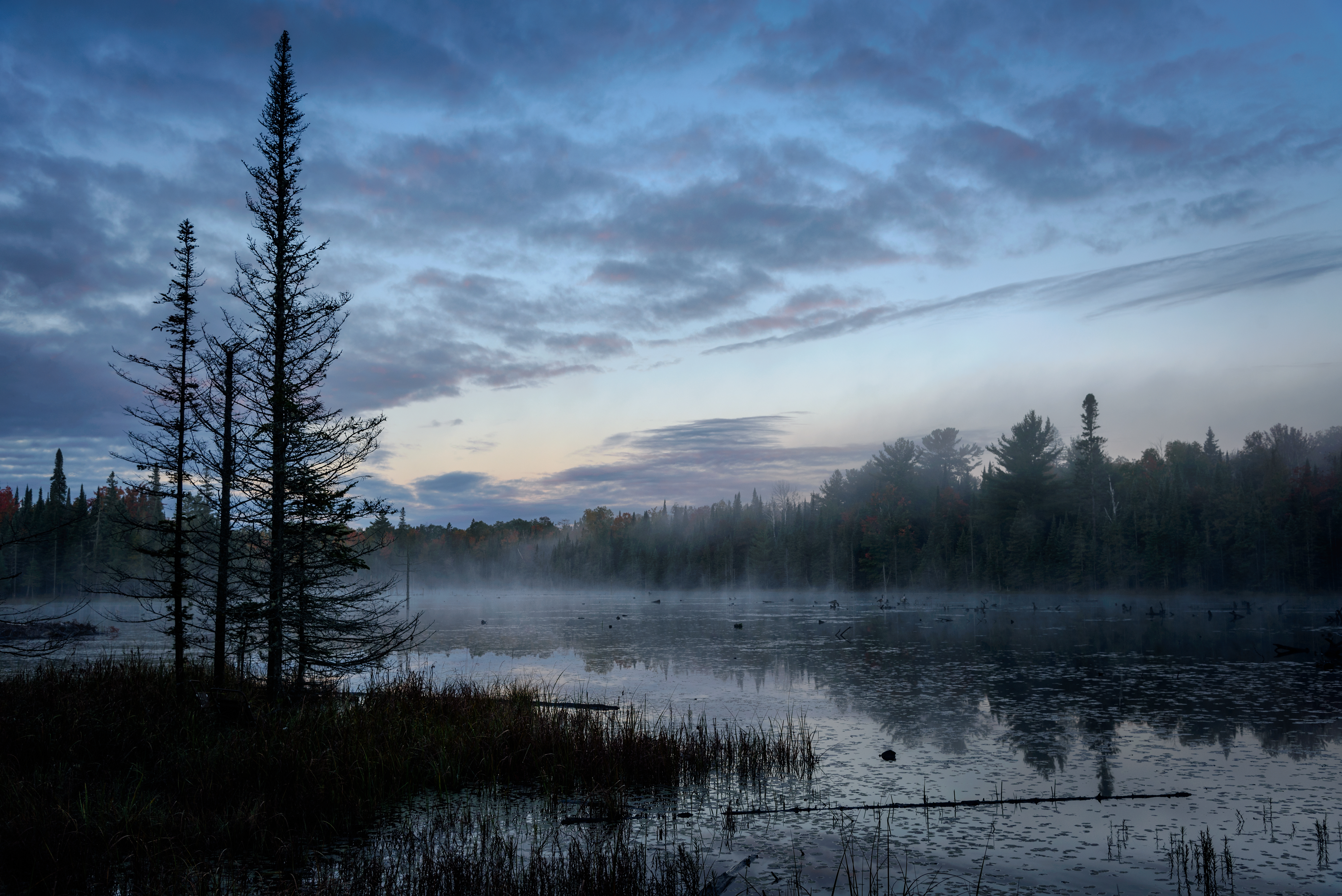 Forest Trees Fog Lake Nature Landscape